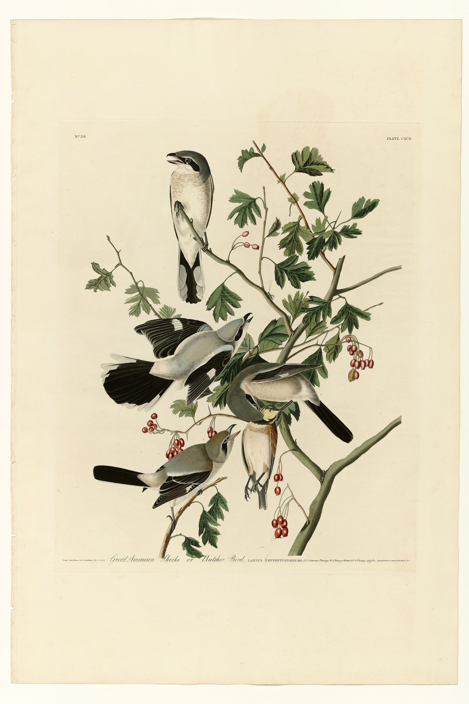 Great American Shrike or Butcher Bird