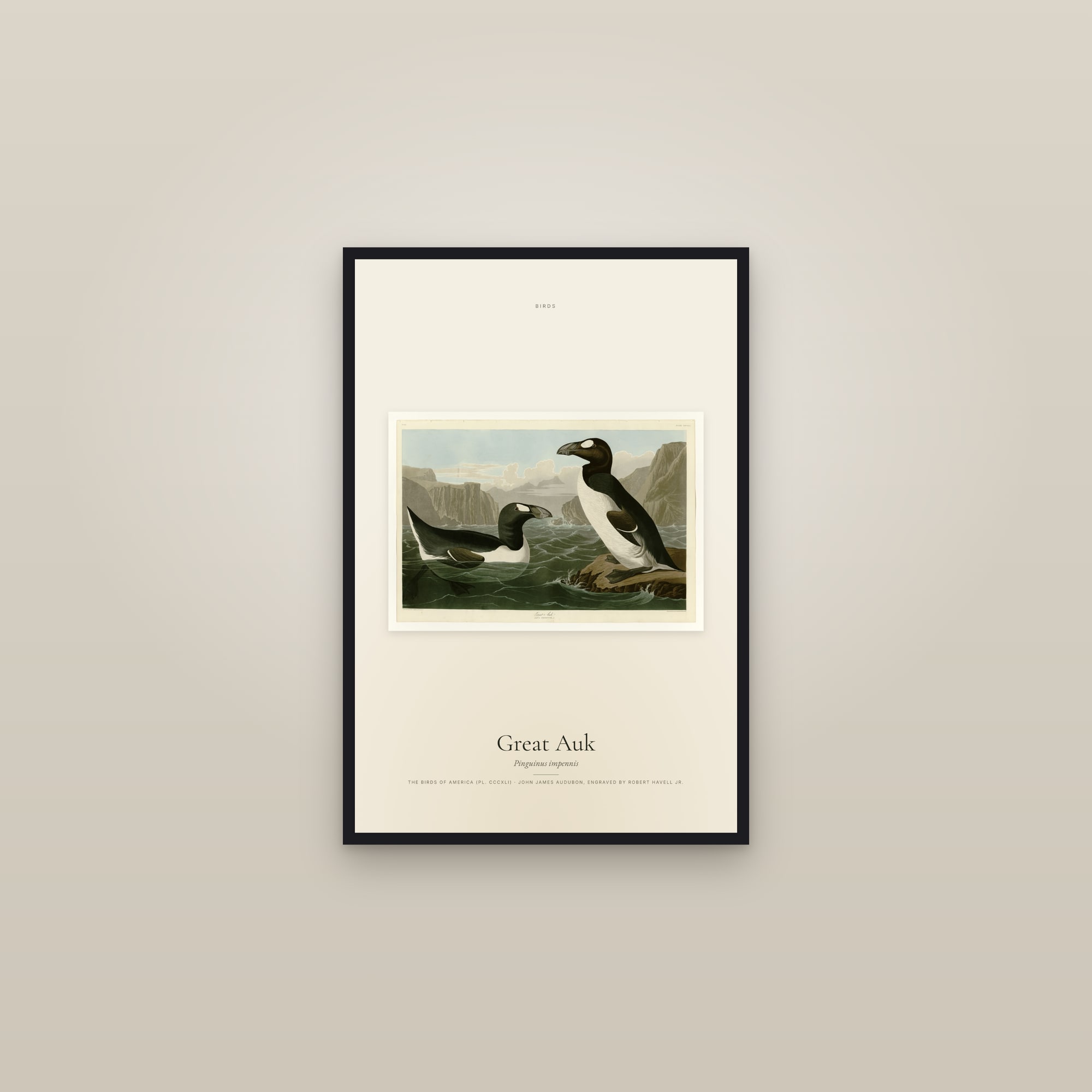 Great Auk — framed in a gallery setting
