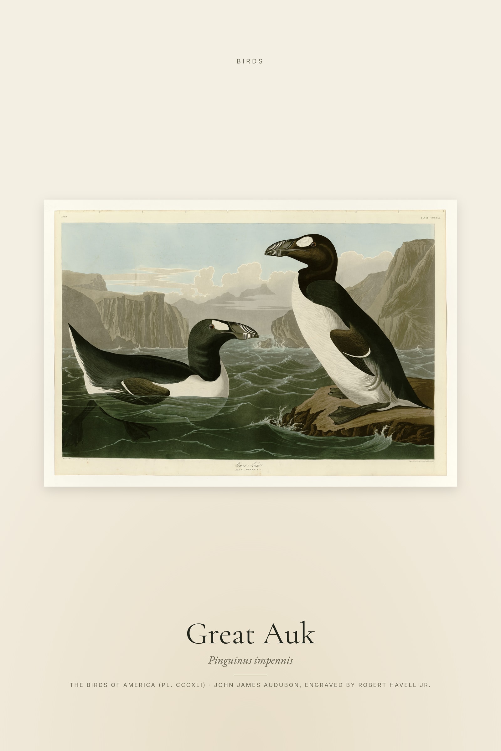 Great Auk