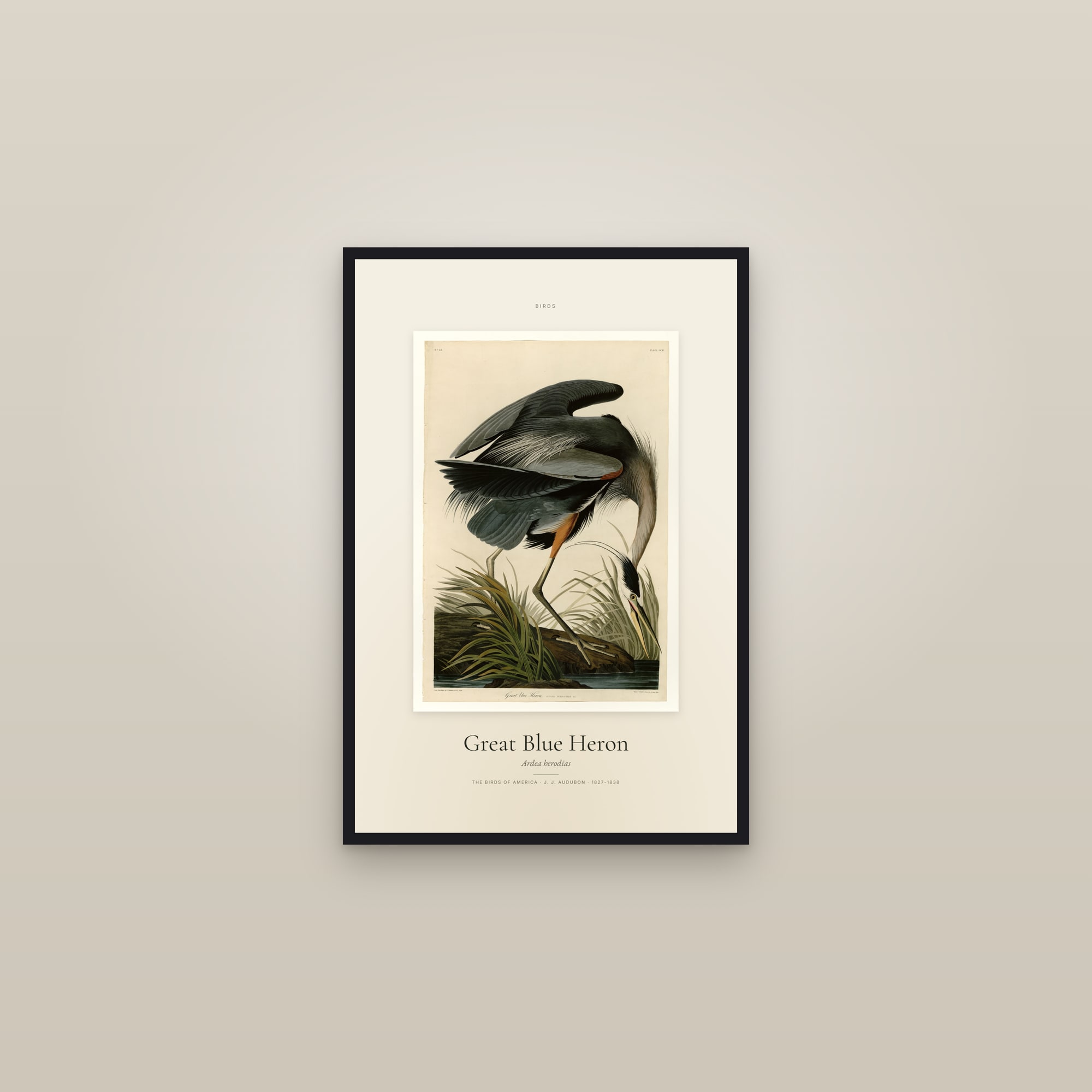 Great Blue Heron — Specimen — framed in a gallery setting