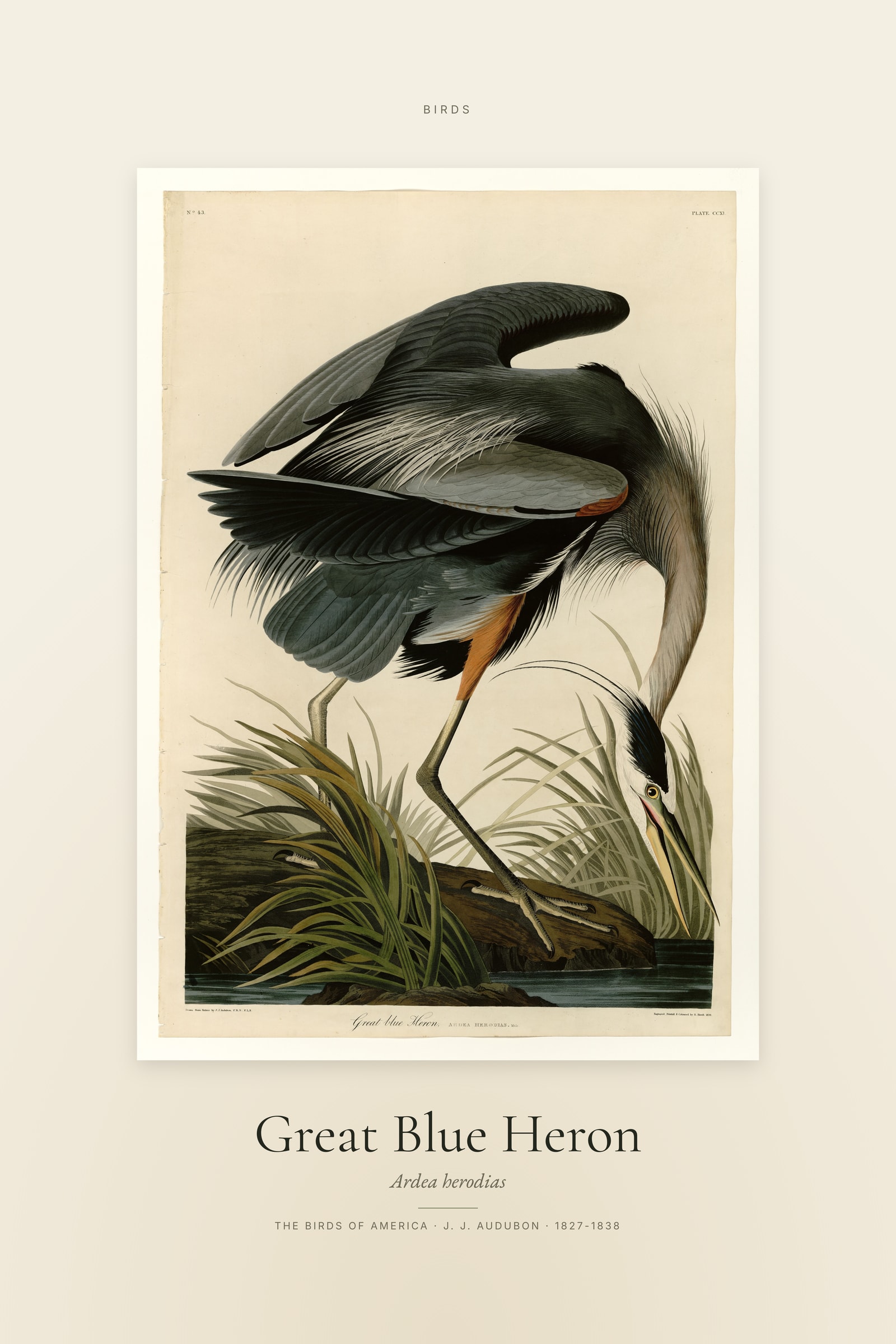 Great Blue Heron — Specimen