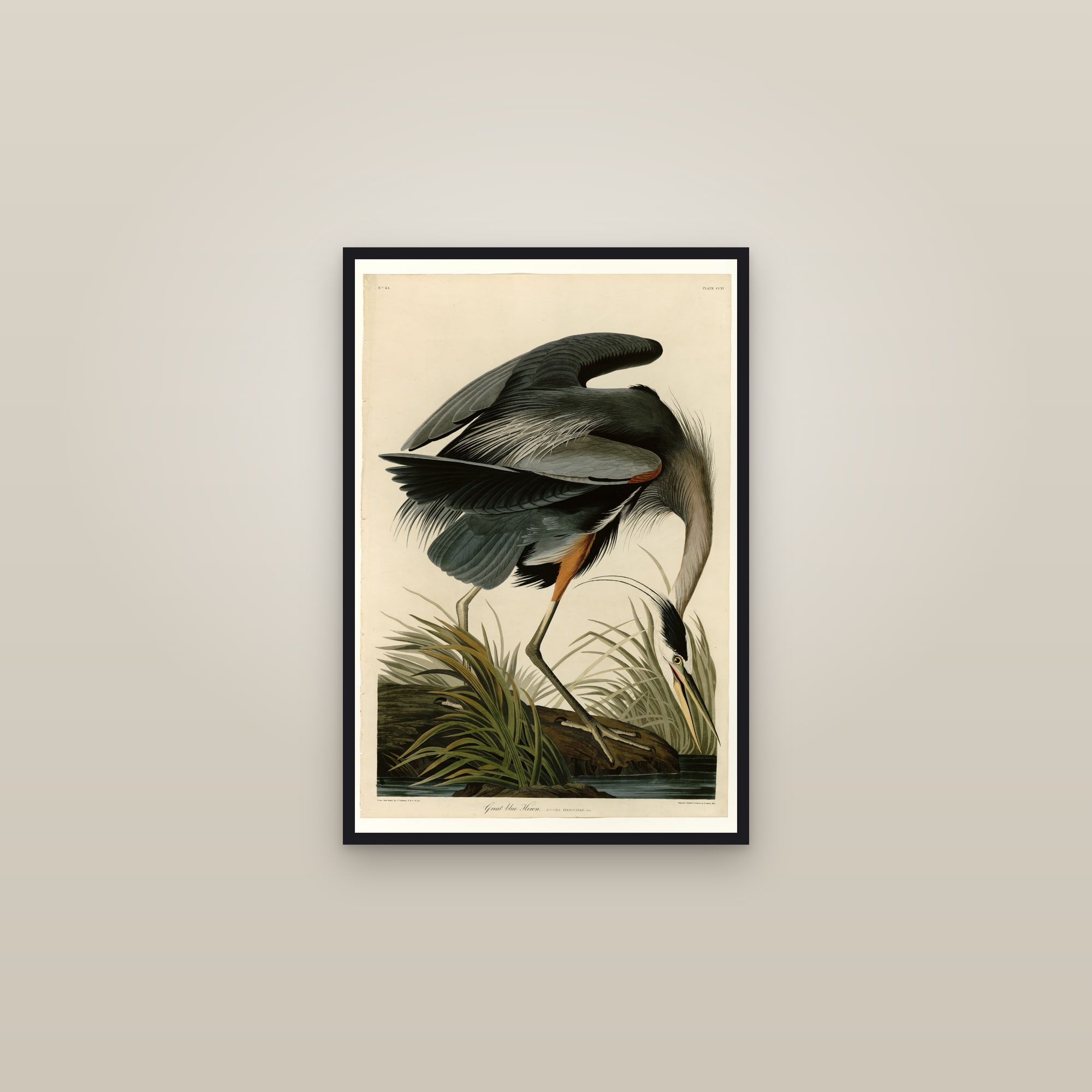 Great Blue Heron — framed in a gallery setting