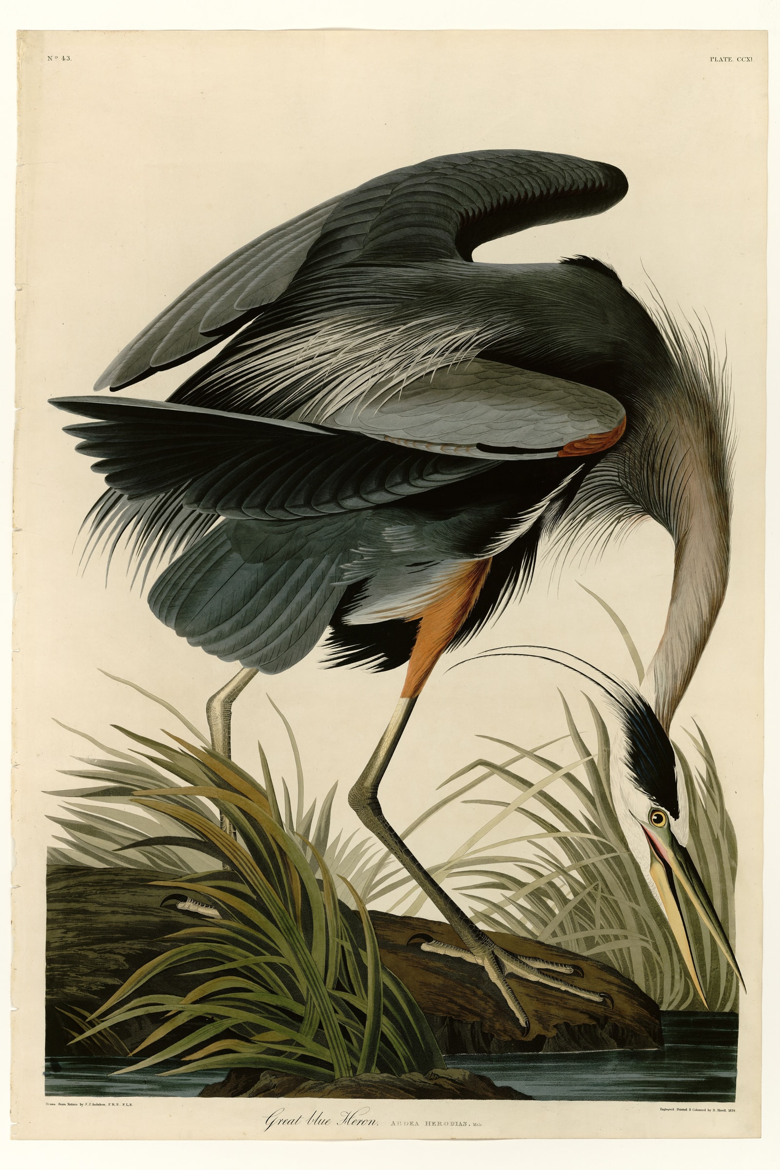 Great Blue Heron