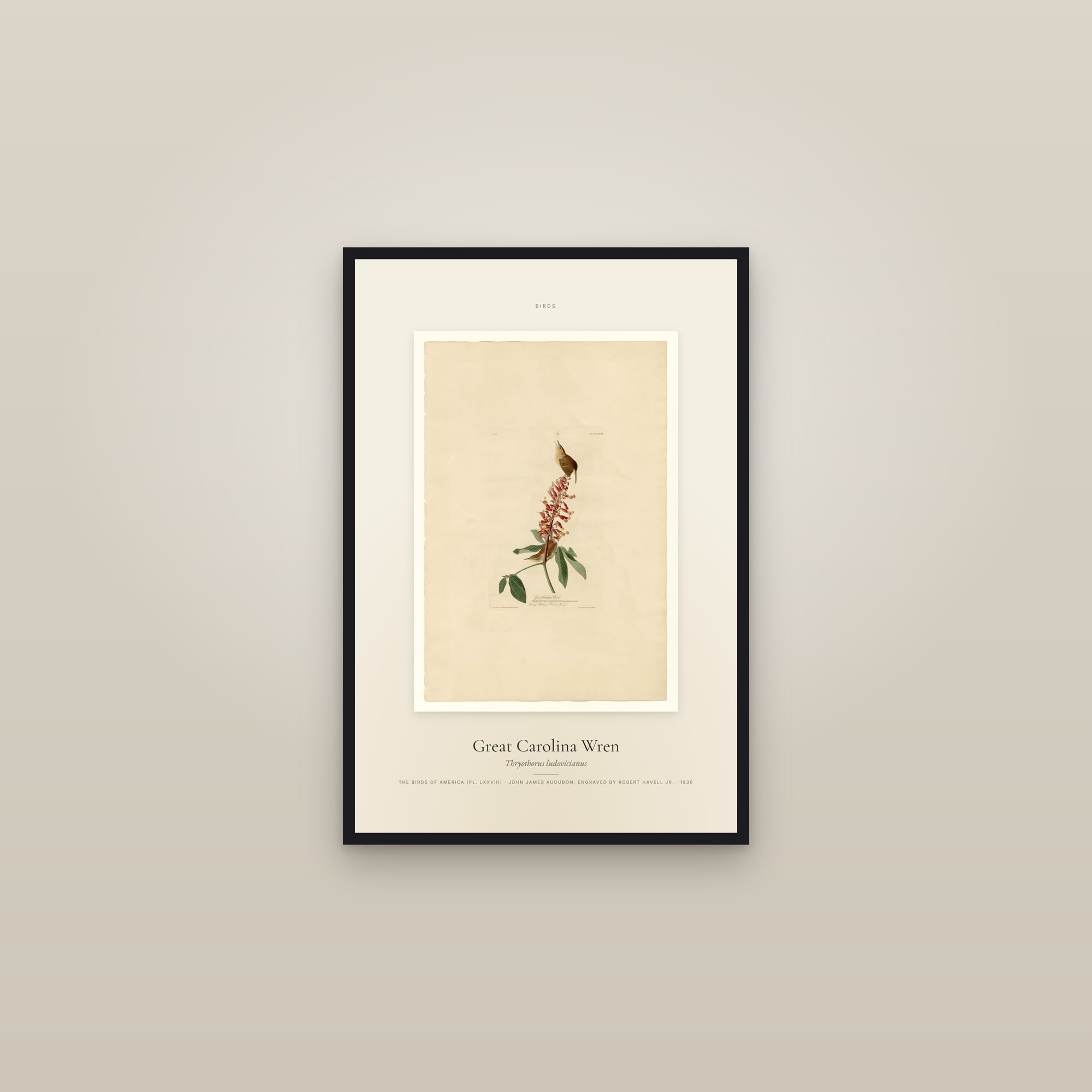Great Carolina Wren — Specimen — framed in a gallery setting