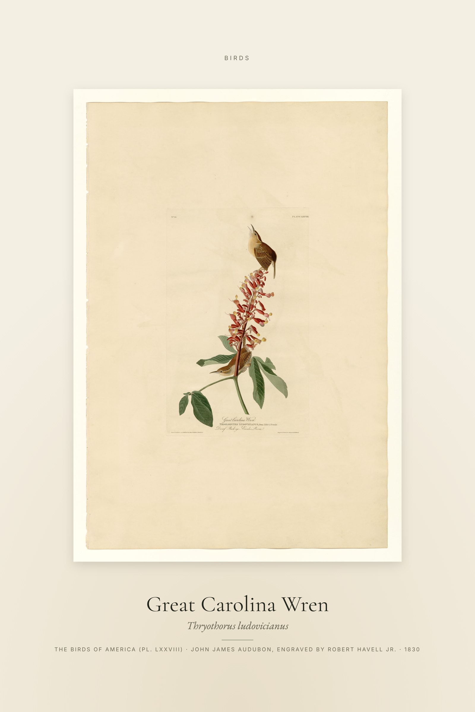 Great Carolina Wren — Specimen