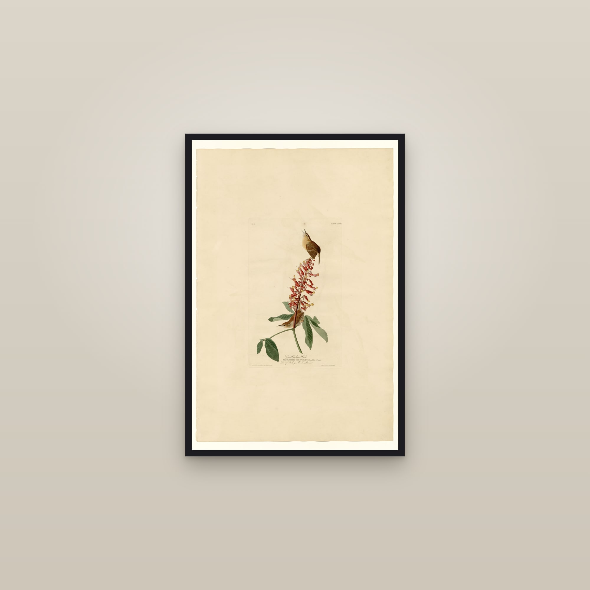 Great Carolina Wren — framed in a gallery setting