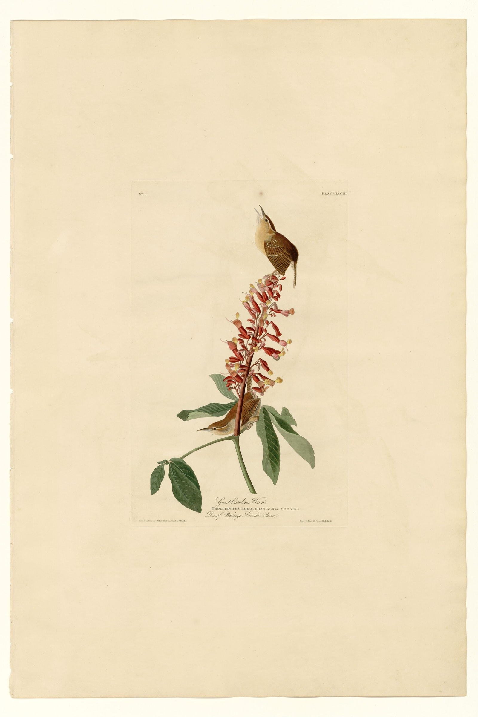 Great Carolina Wren