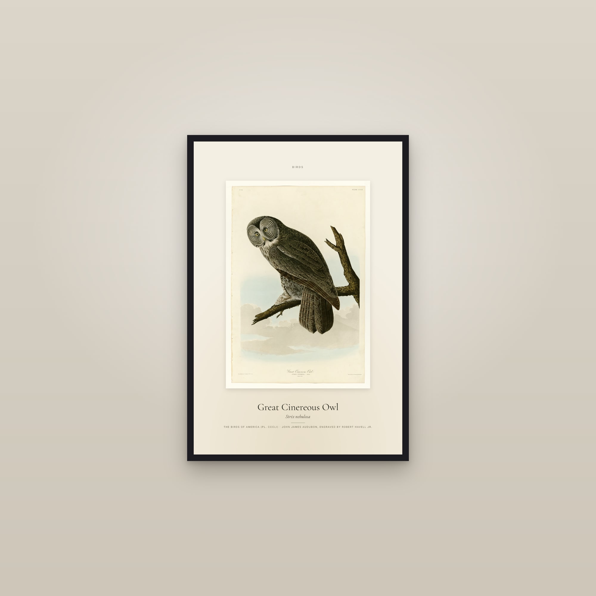 Great Cinereous Owl — Specimen — framed in a gallery setting