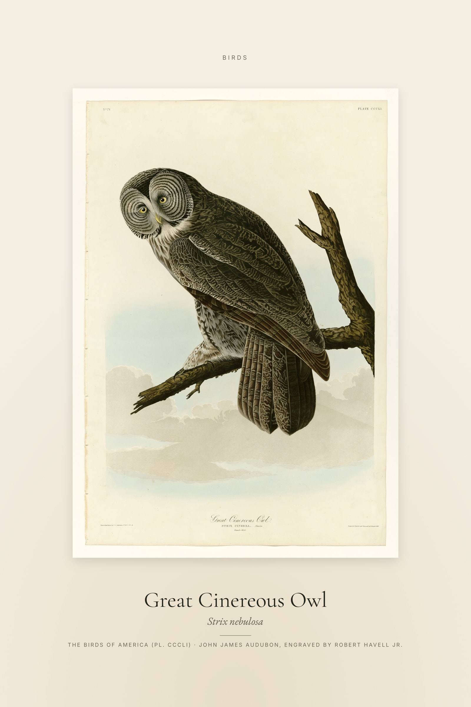 Great Cinereous Owl — Specimen