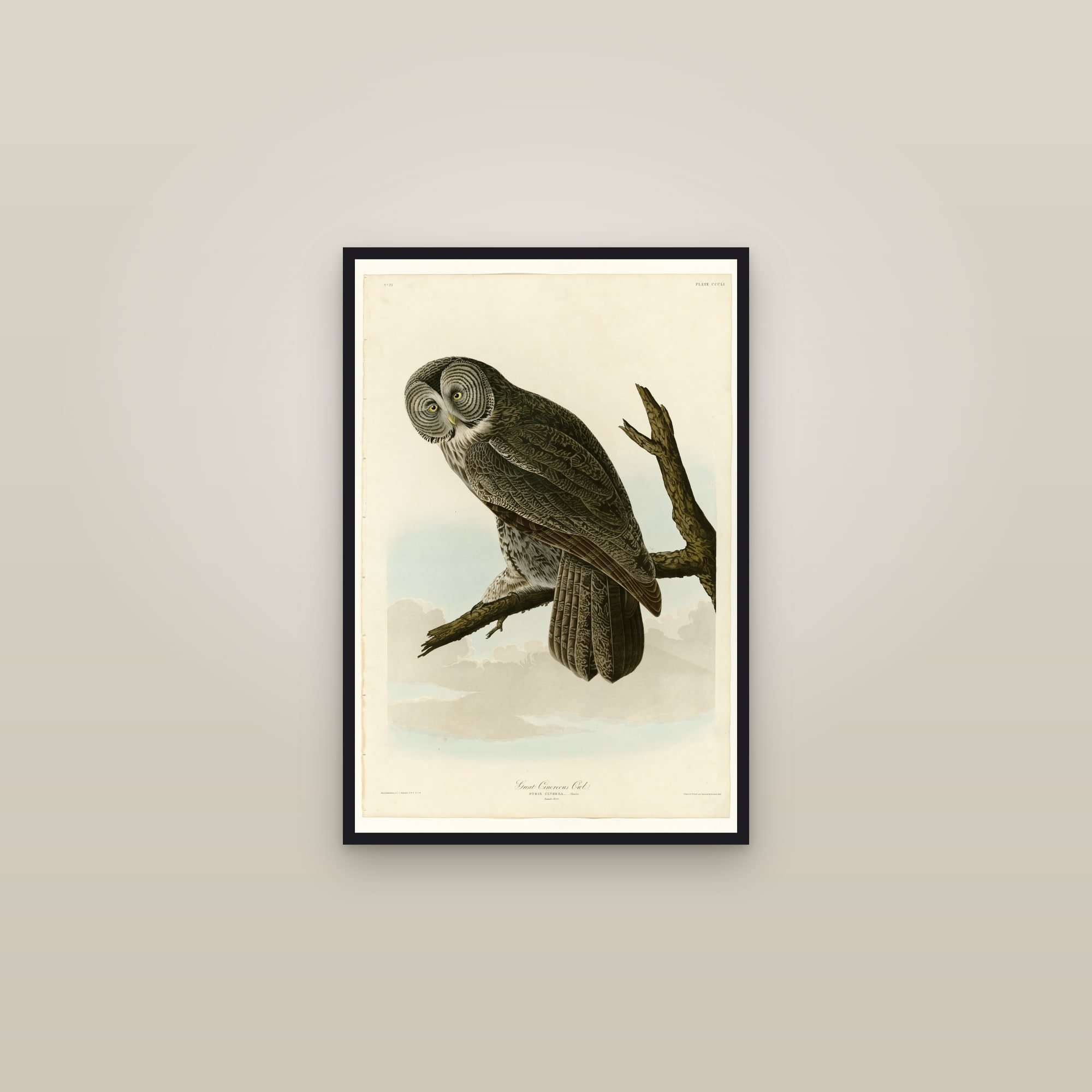Great Cinereous Owl — framed in a gallery setting