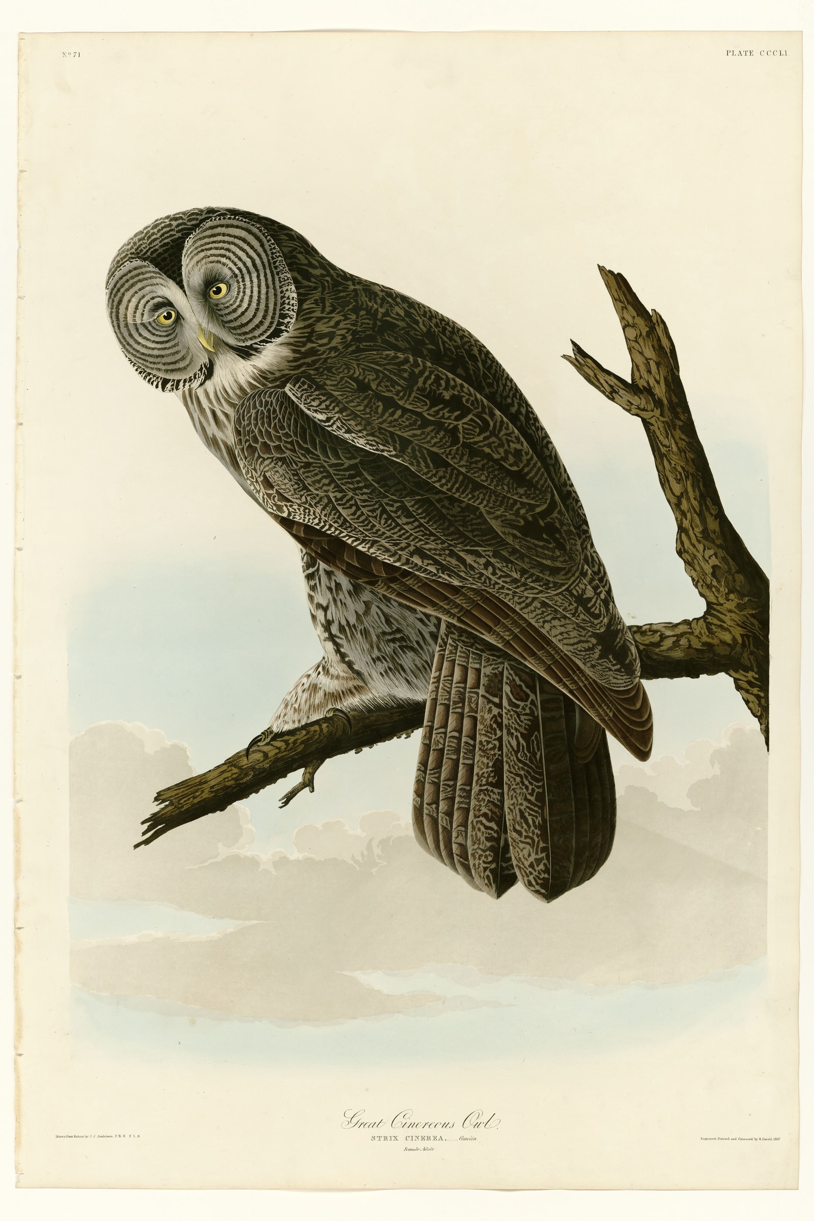 Great Cinereous Owl