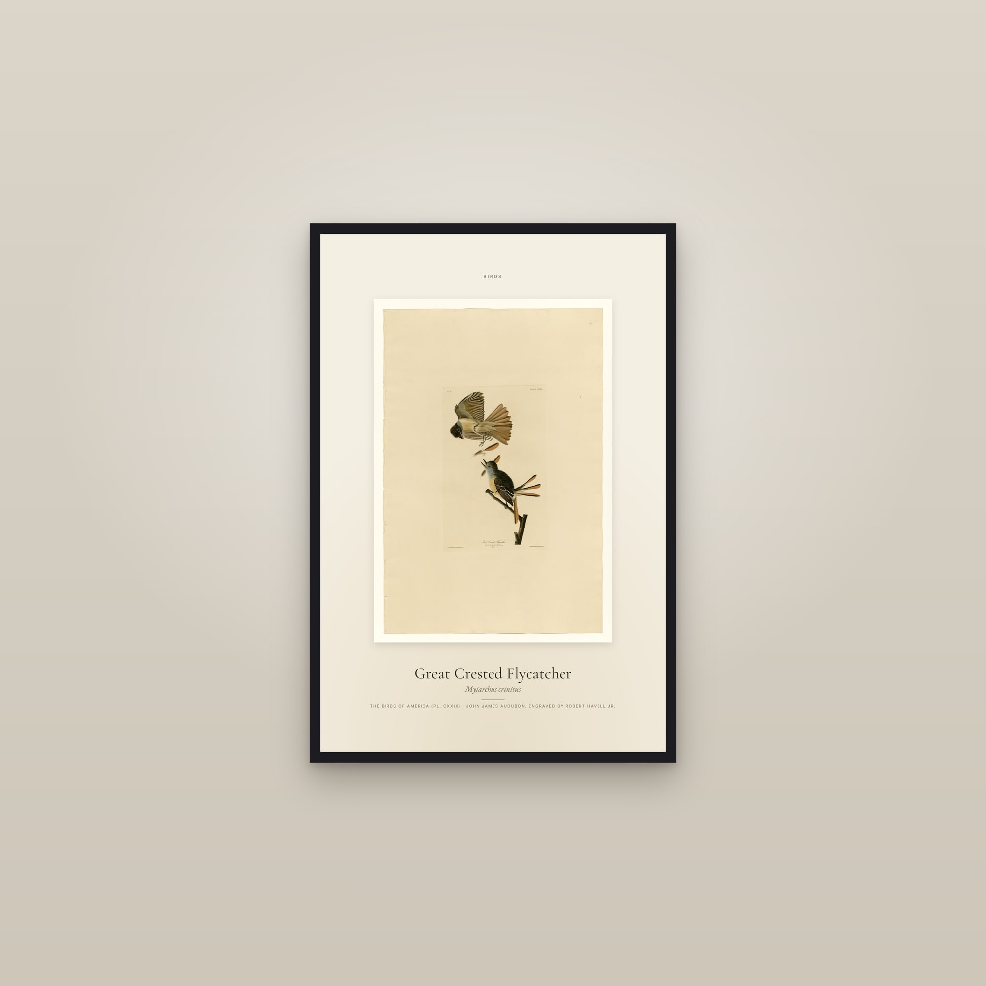 Great Crested Flycatcher — Specimen — framed in a gallery setting