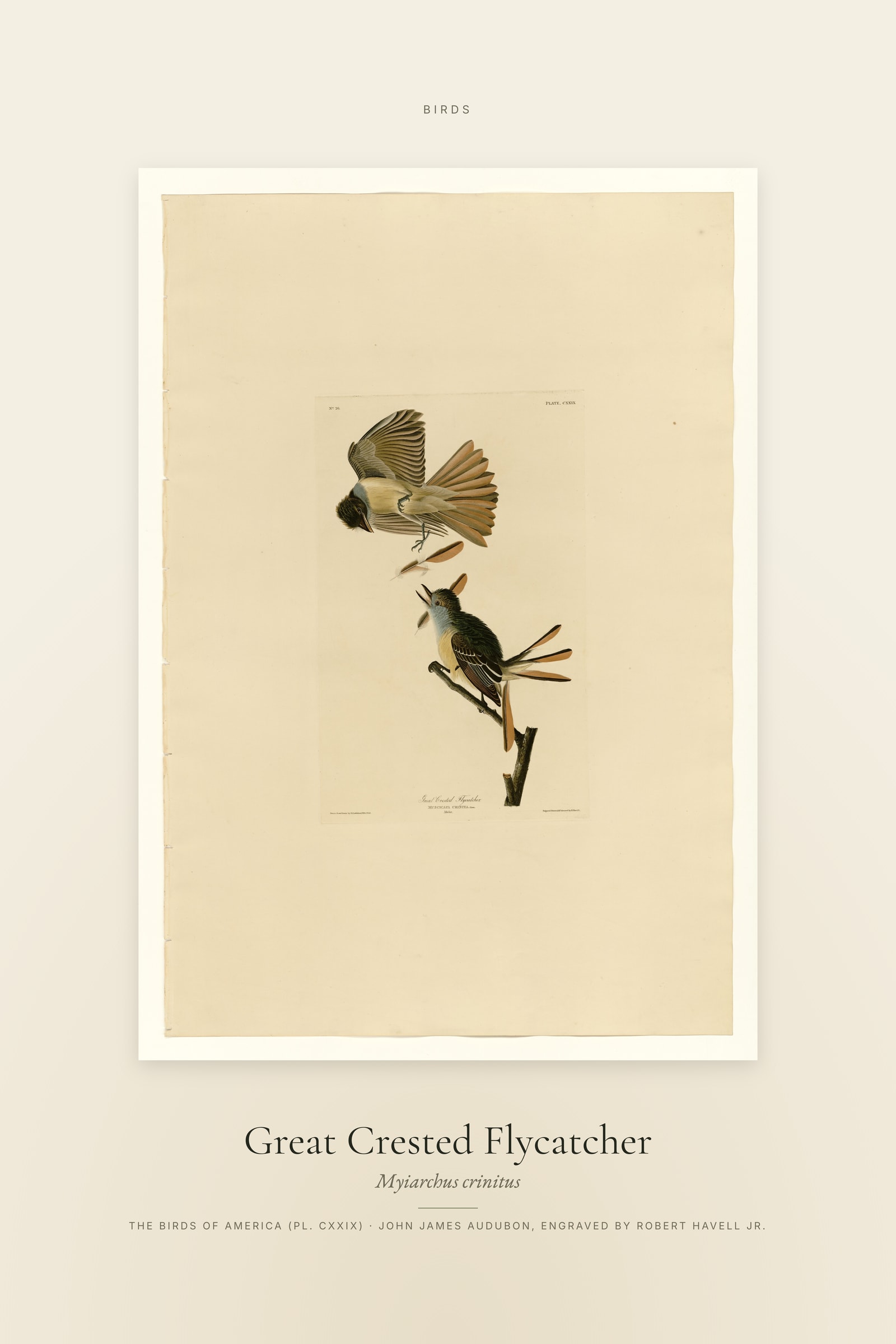 Great Crested Flycatcher — Specimen