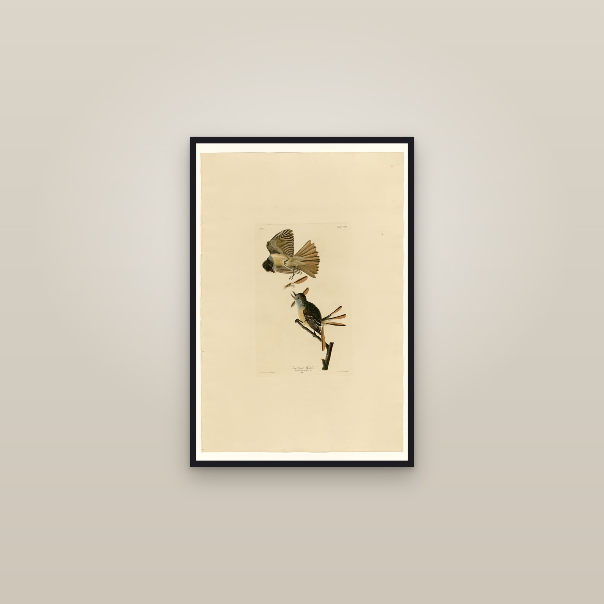 Great Crested Flycatcher — framed in a gallery setting
