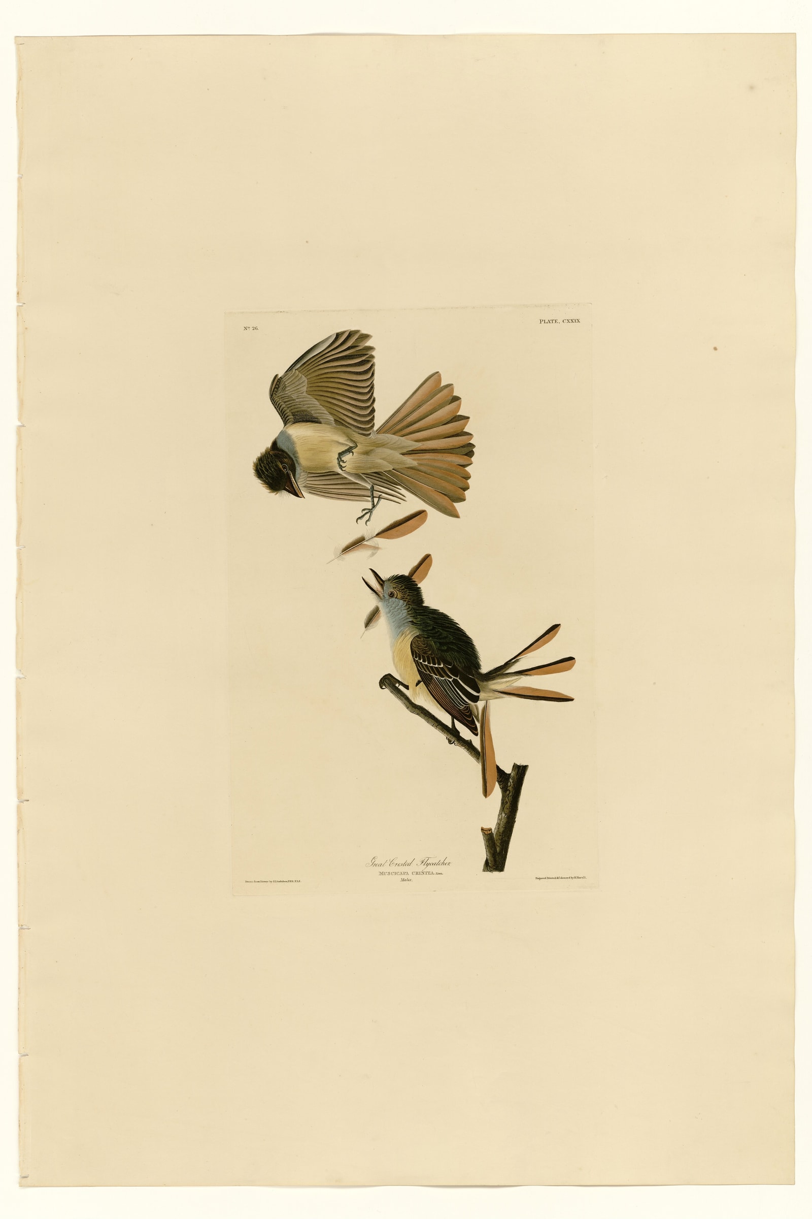 Great Crested Flycatcher
