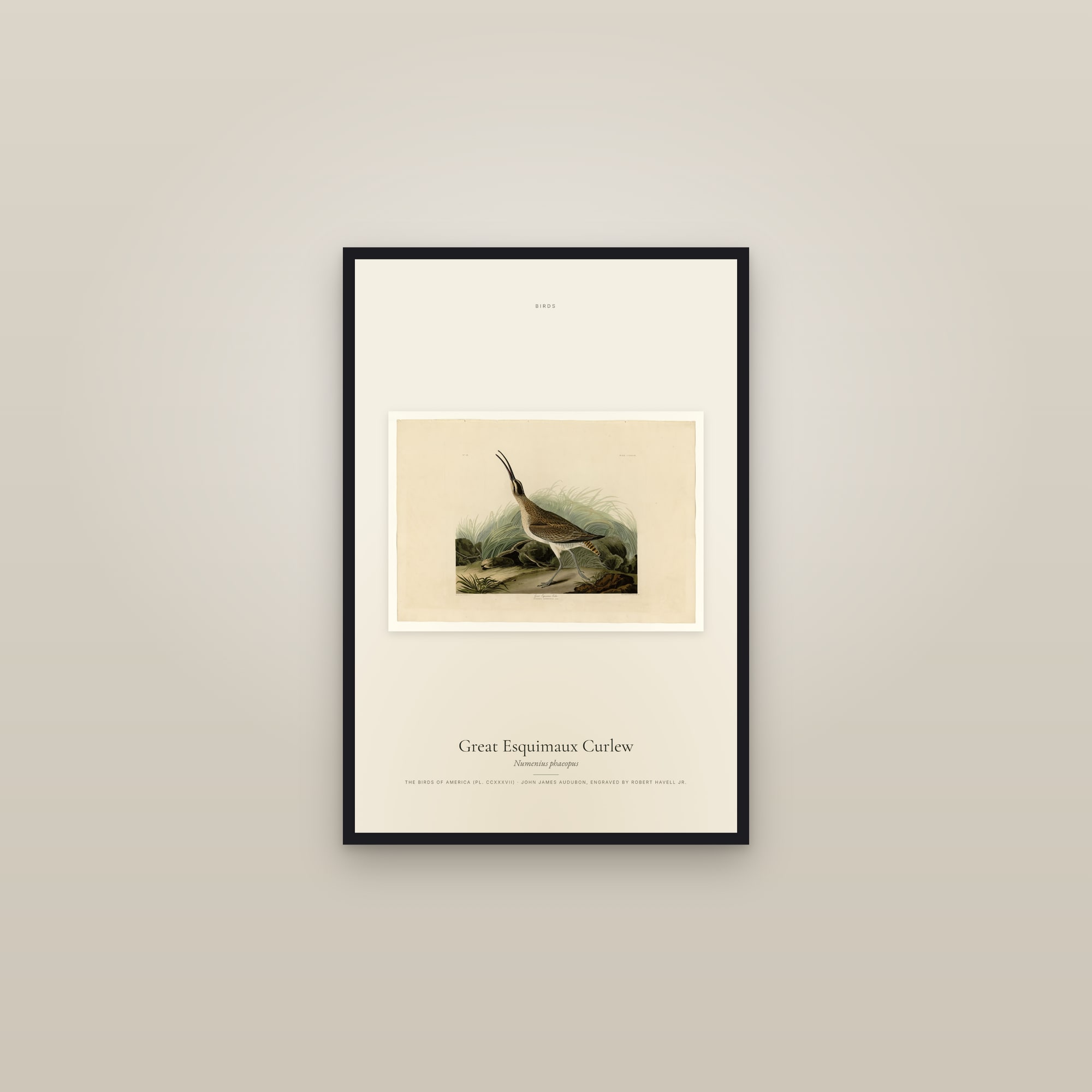 Great Esquimaux Curlew — framed in a gallery setting