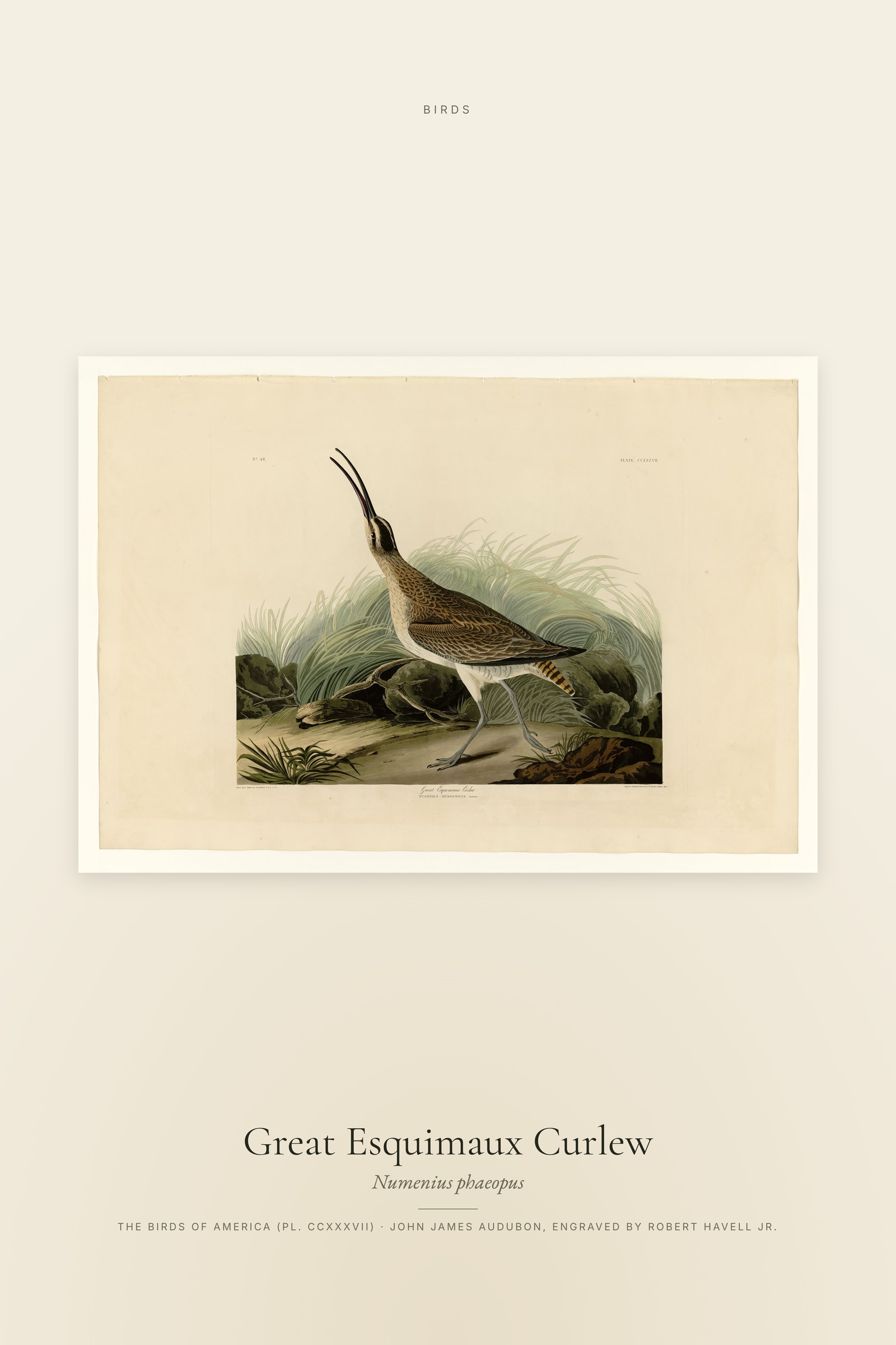 Great Esquimaux Curlew