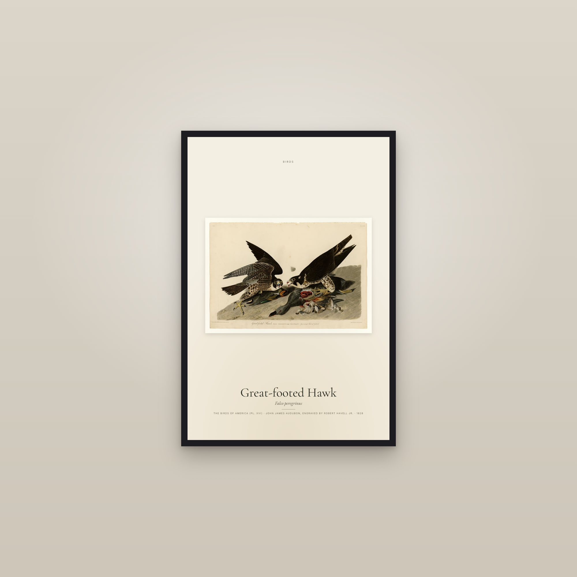 Great-footed Hawk — framed in a gallery setting