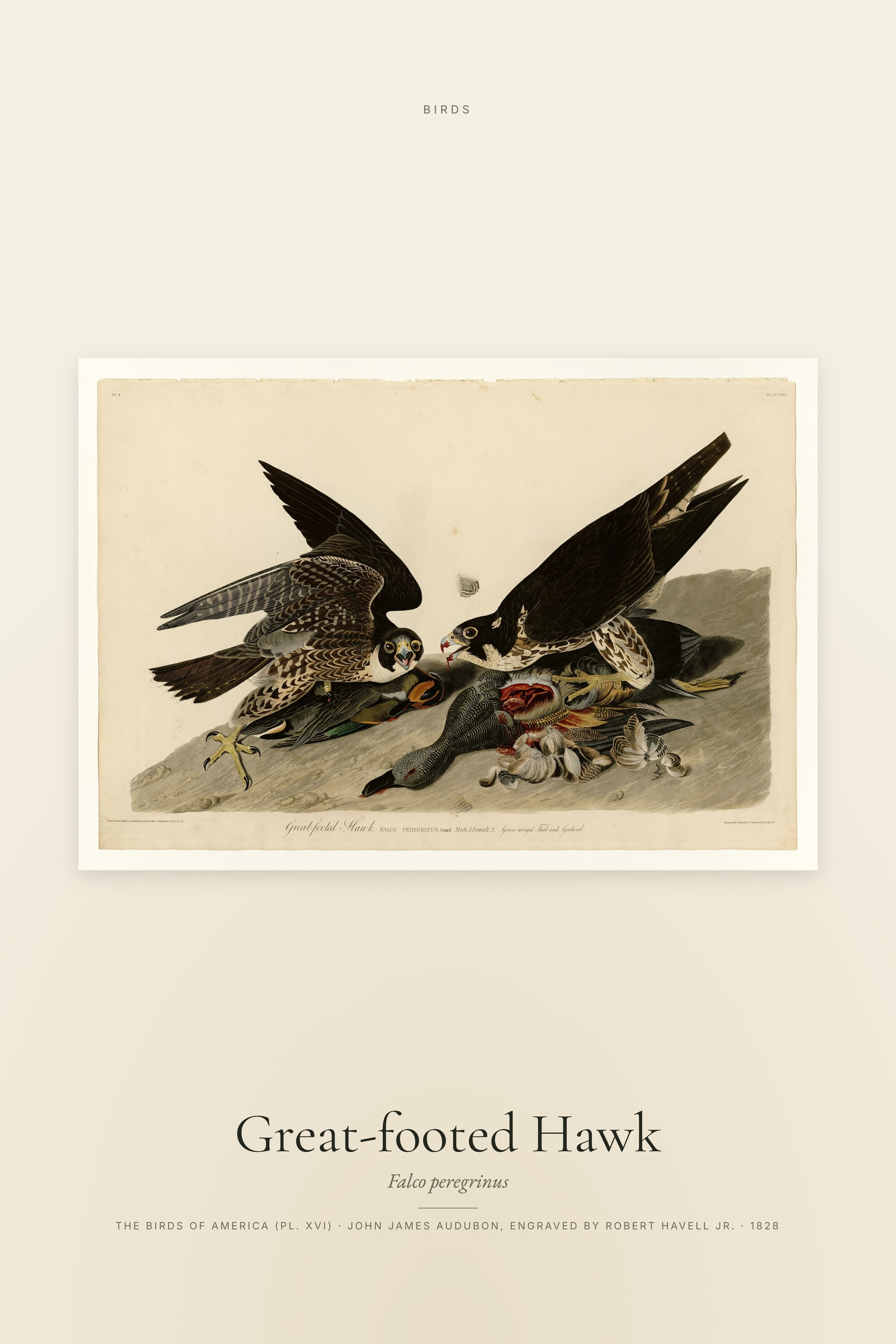 Great-footed Hawk