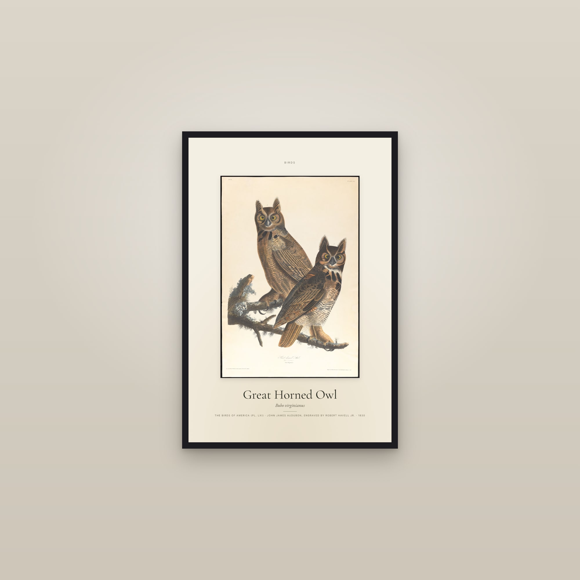 Great Horned Owl — Specimen — framed in a gallery setting