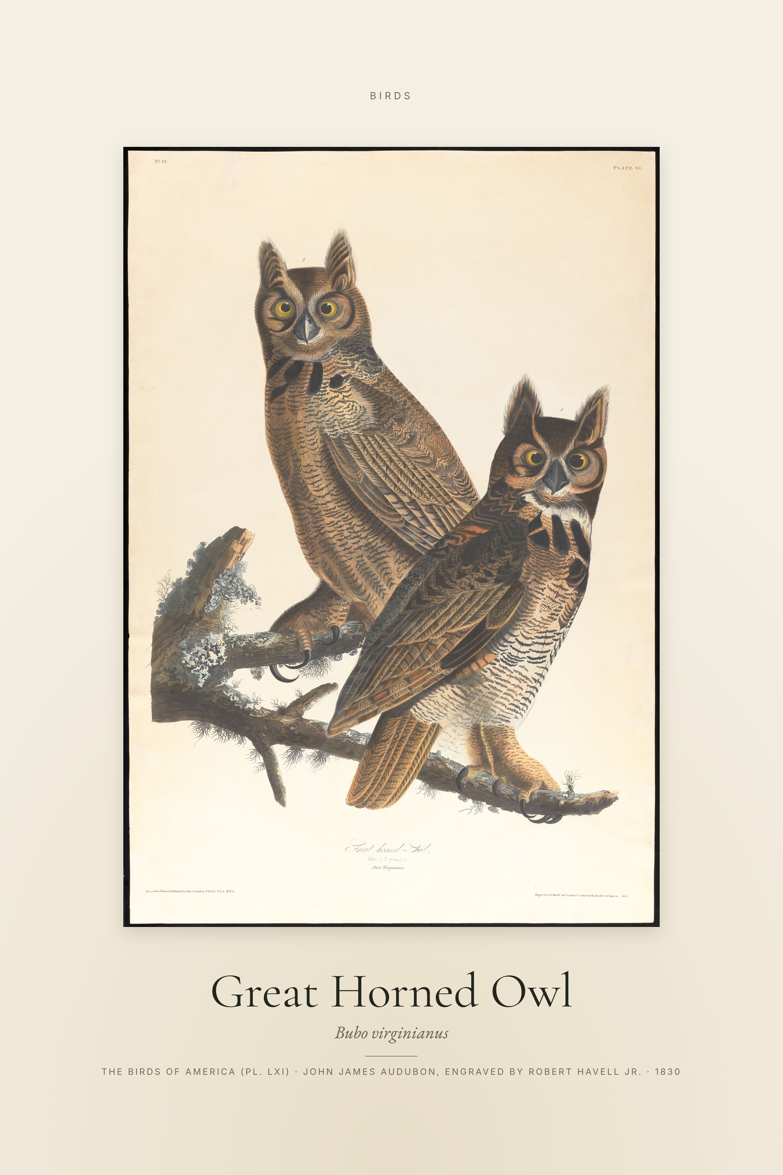 Great Horned Owl — Specimen