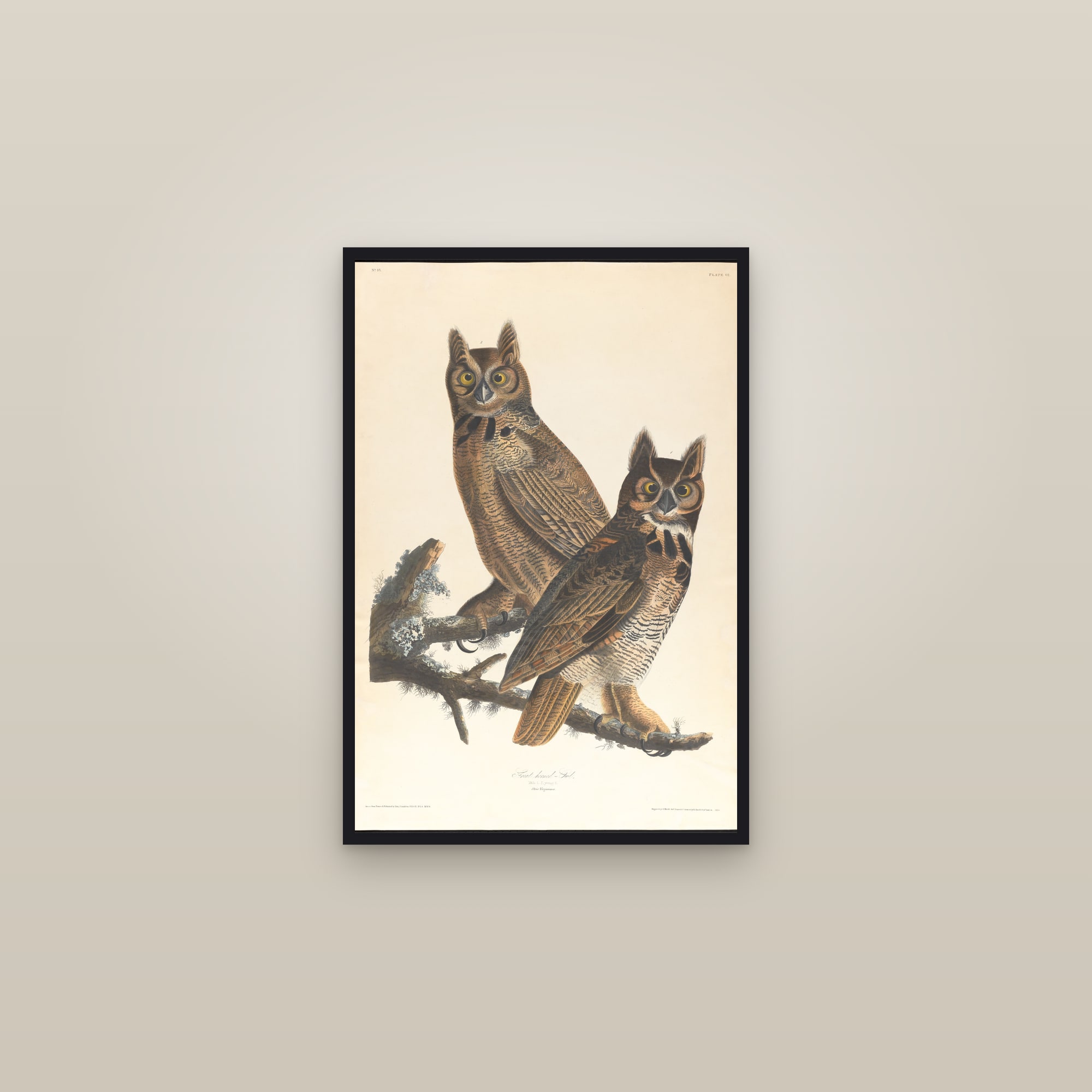 Great Horned Owl — framed in a gallery setting
