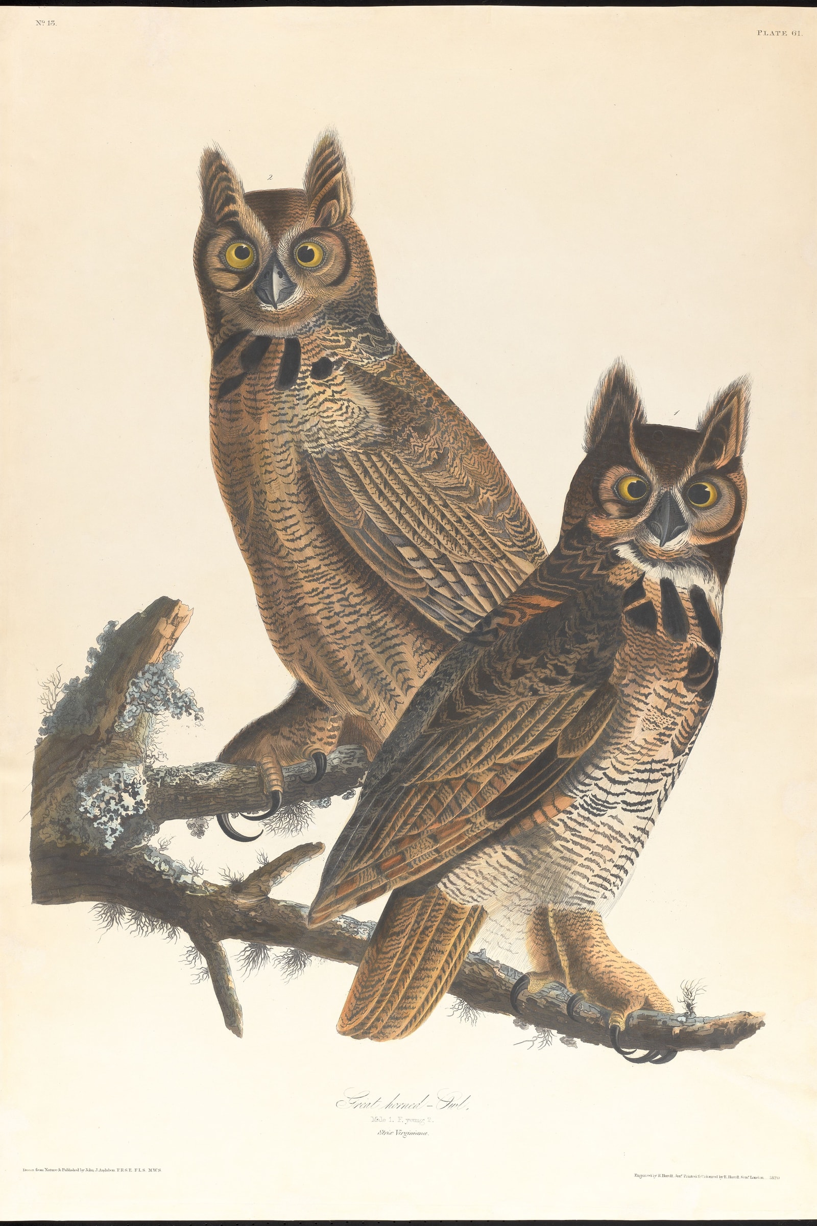 Great Horned Owl