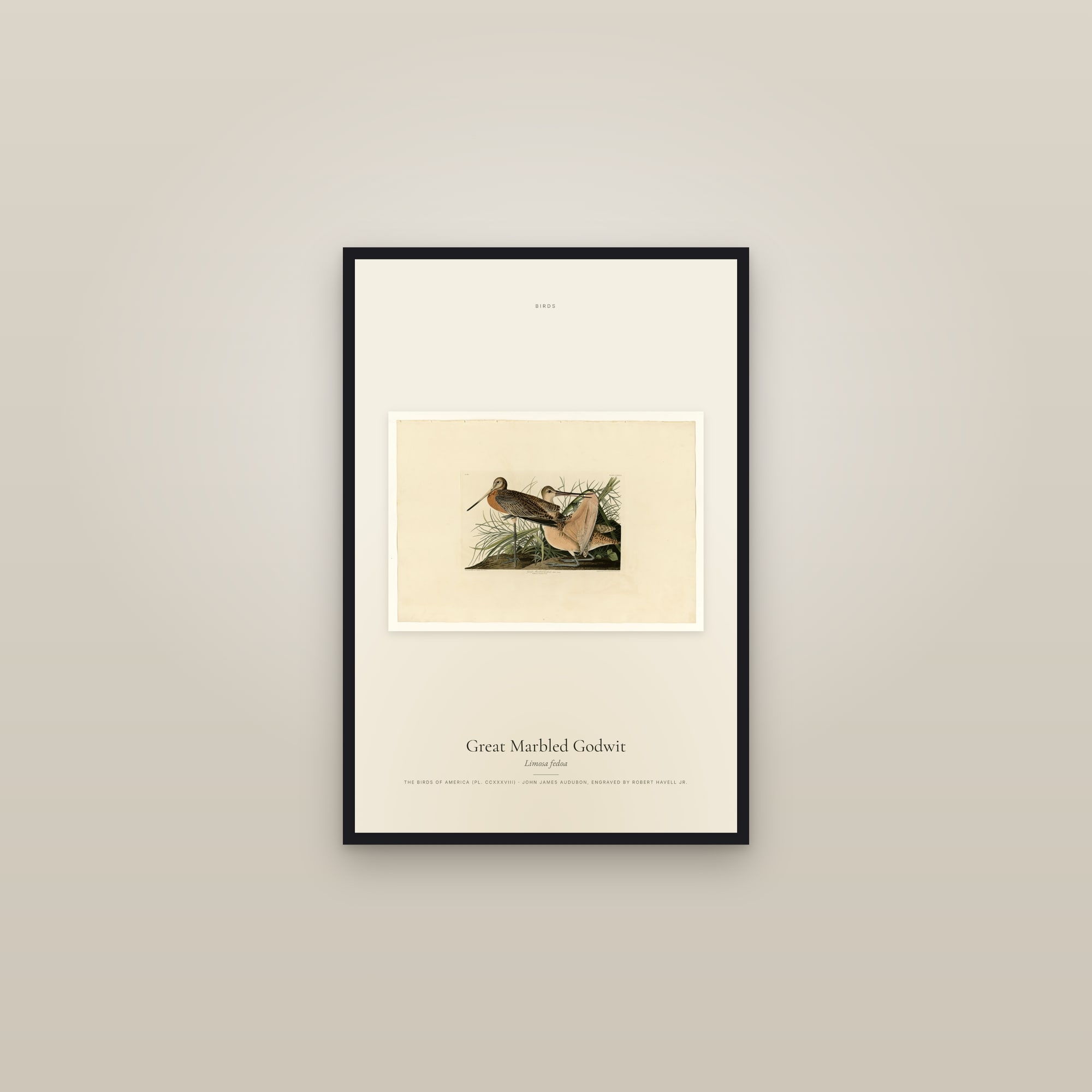 Great Marbled Godwit — framed in a gallery setting