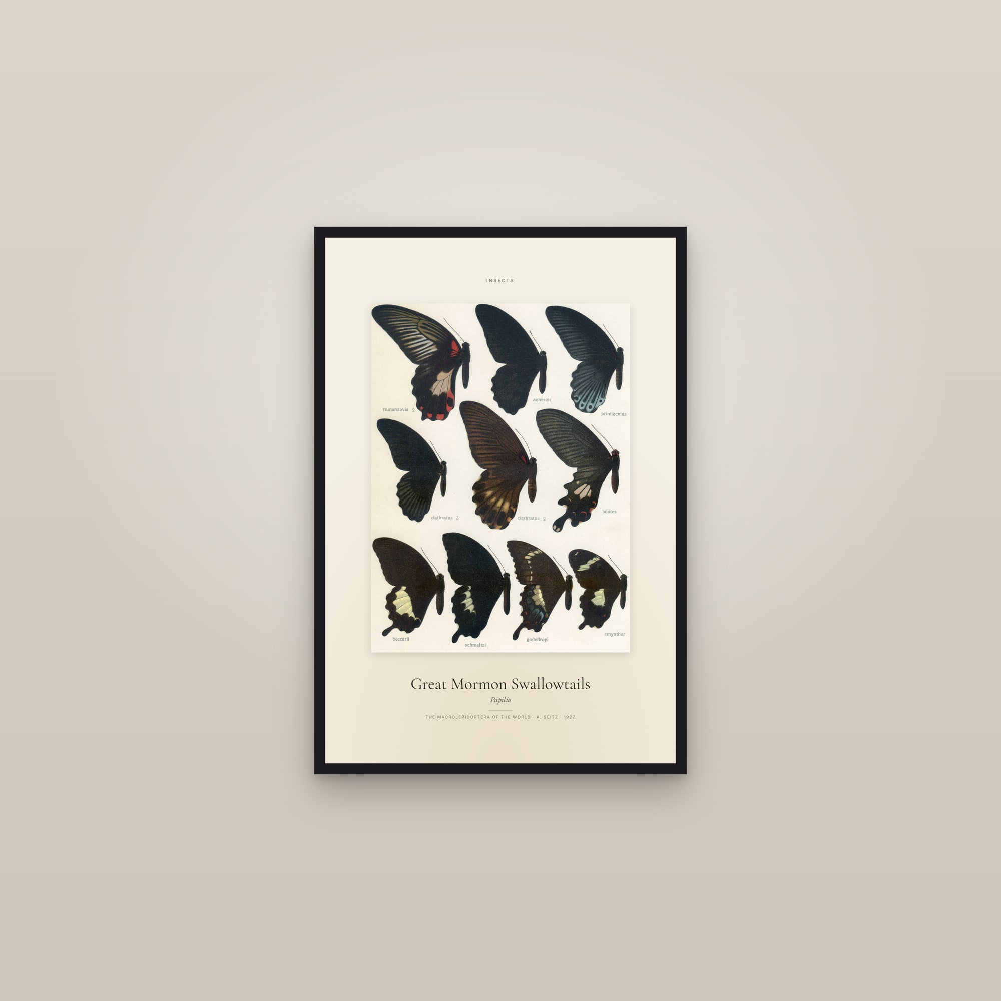 Great Mormon Swallowtails — Specimen — framed in a gallery setting