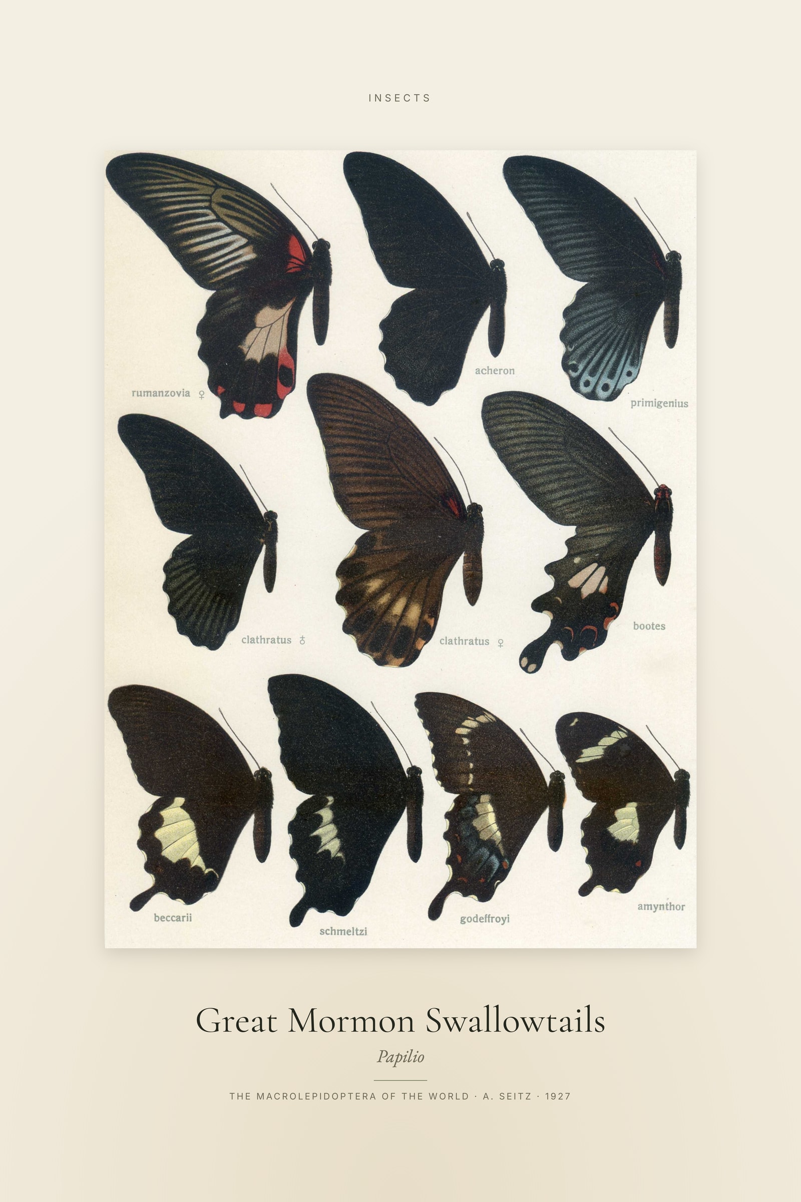 Great Mormon Swallowtails — Specimen