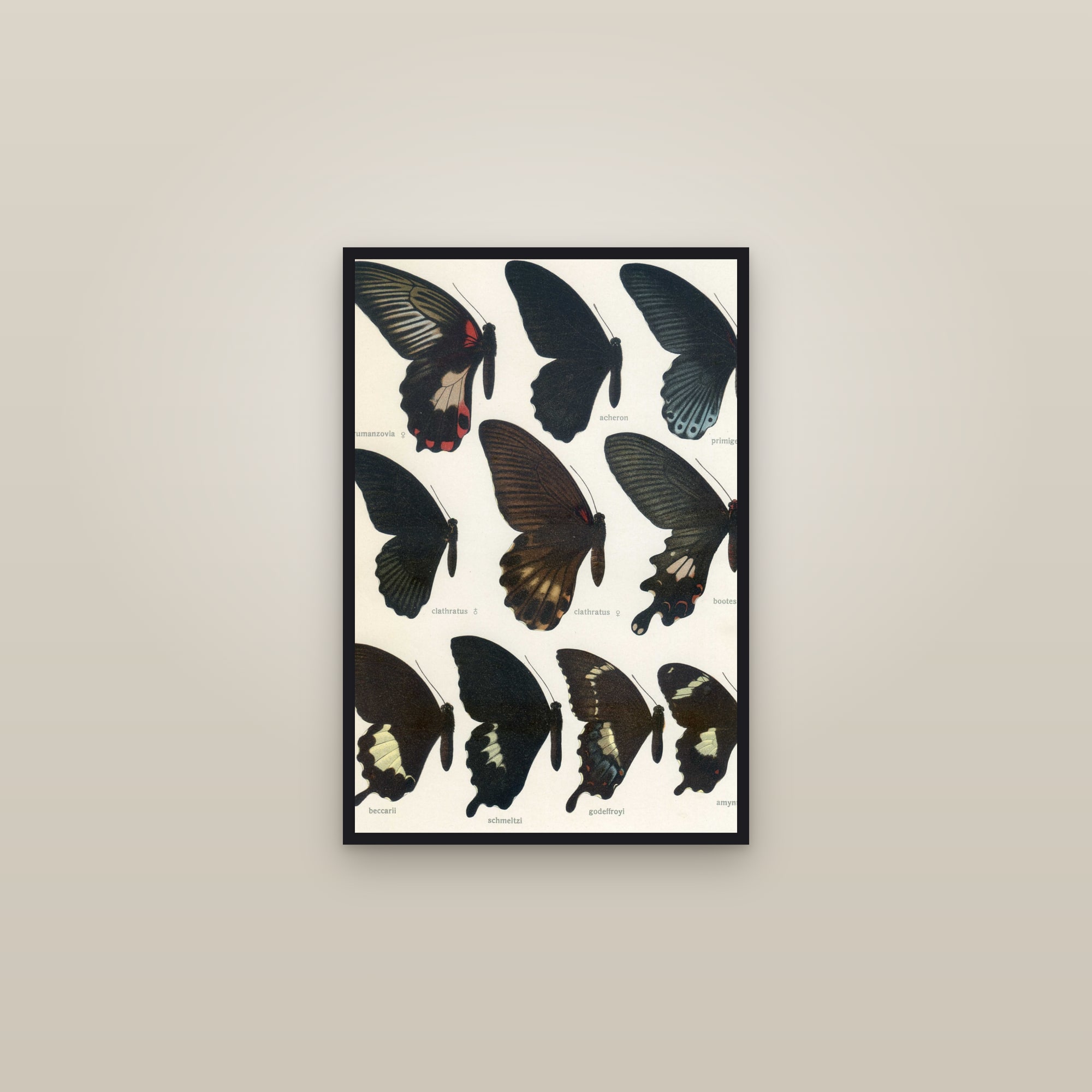 Great Mormon Swallowtails — framed in a gallery setting
