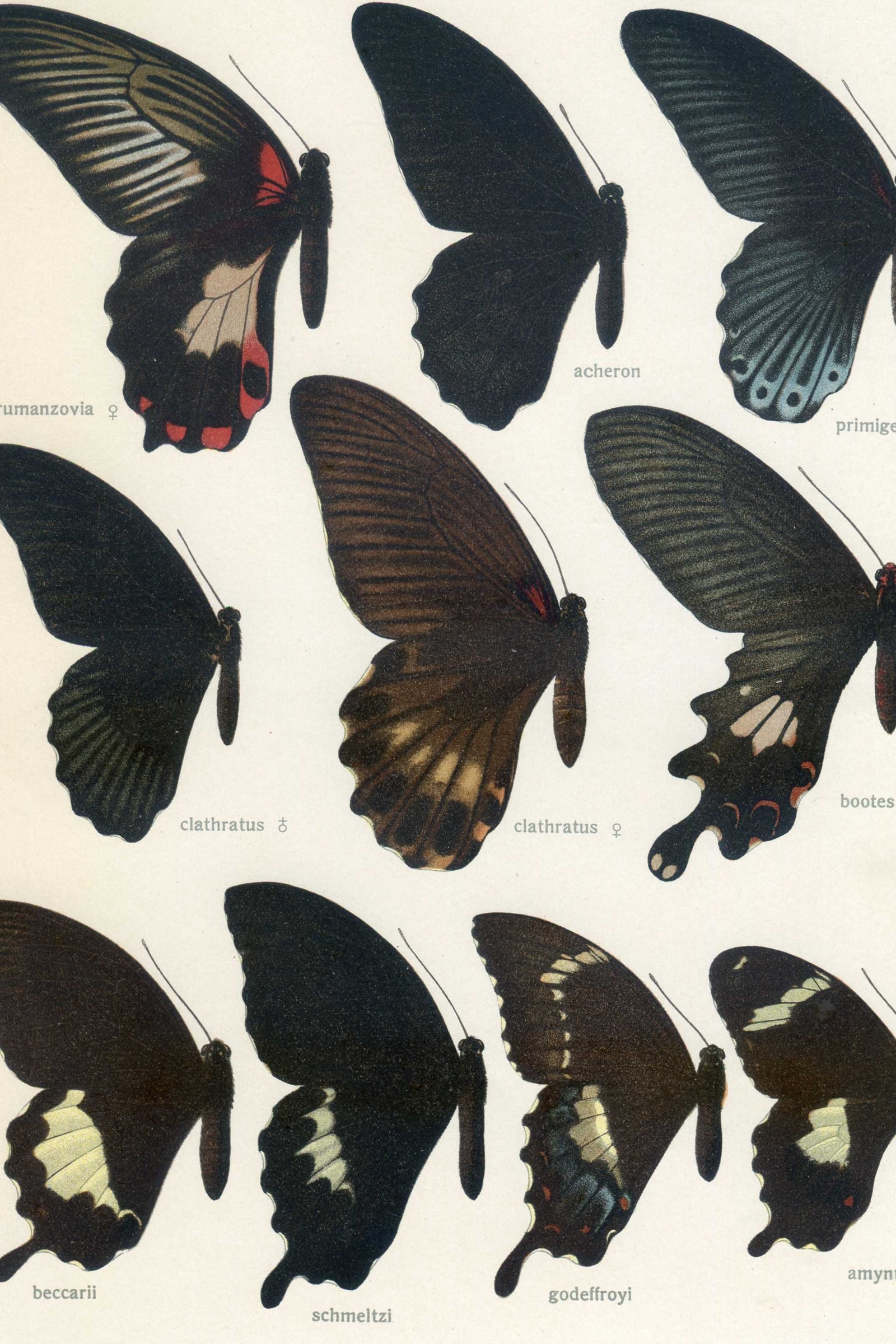 Great Mormon Swallowtails
