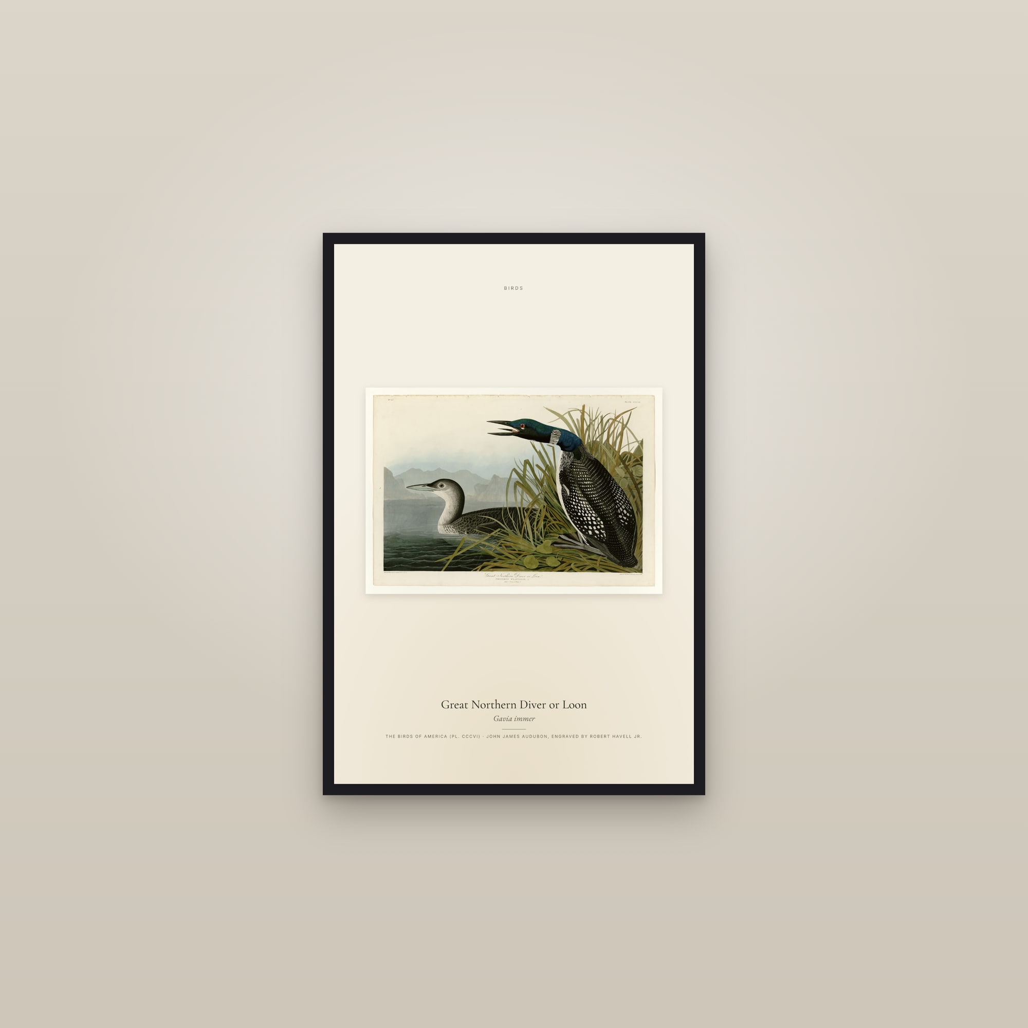 Great Northern Diver or Loon — framed in a gallery setting