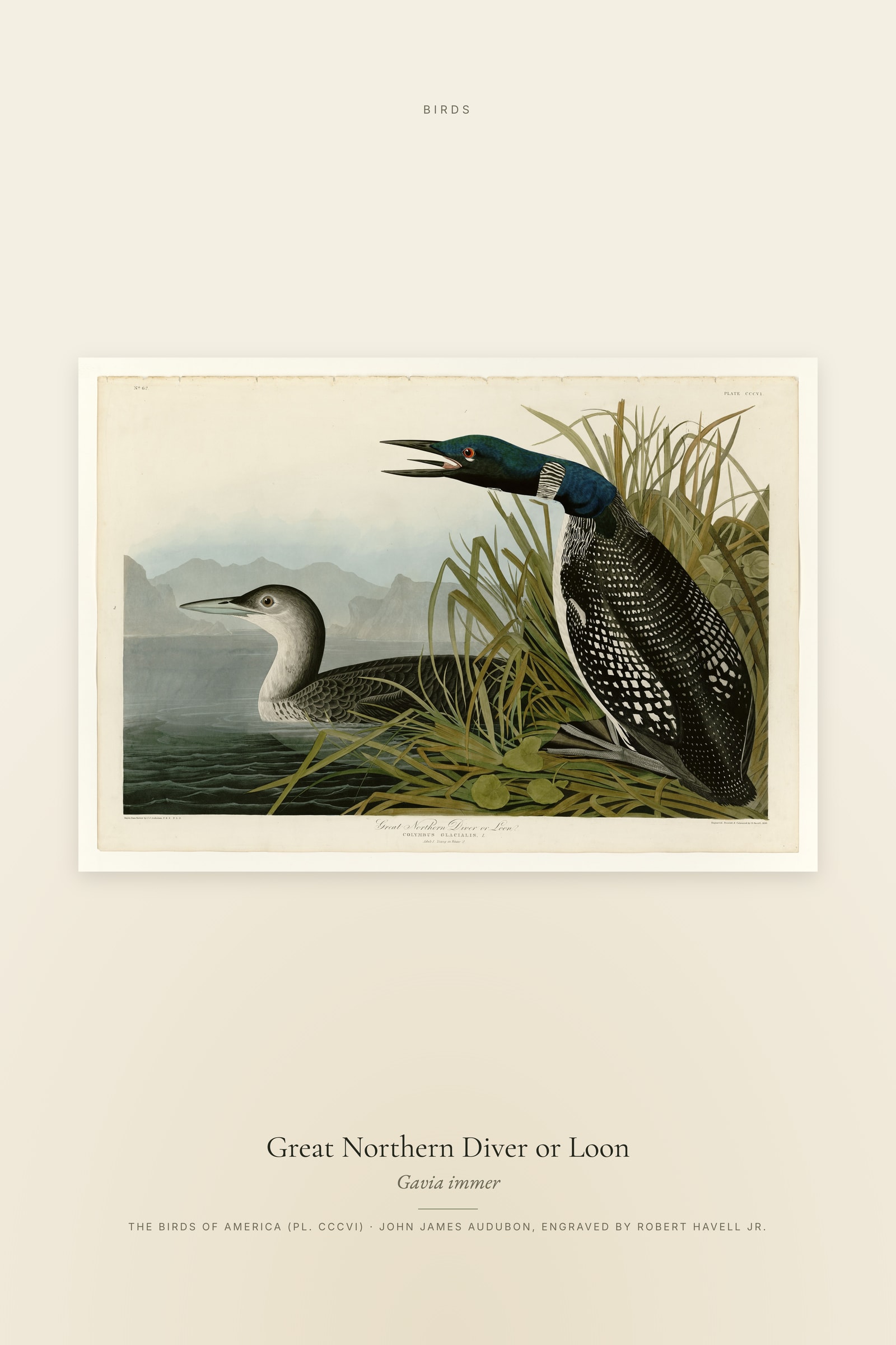 Great Northern Diver or Loon