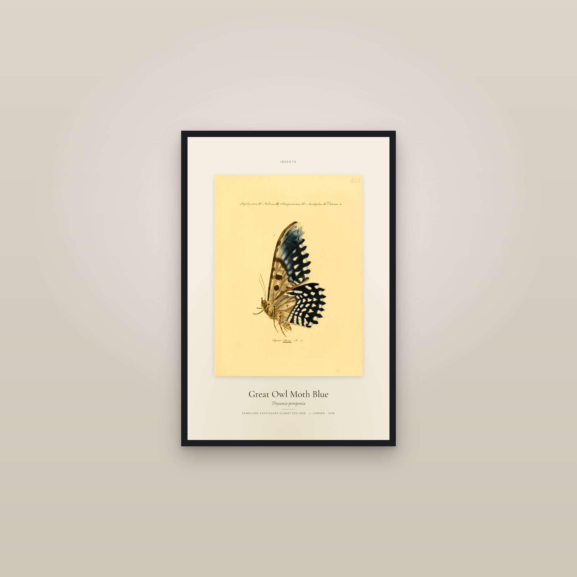 Great Owl Moth Blue — Specimen — framed in a gallery setting