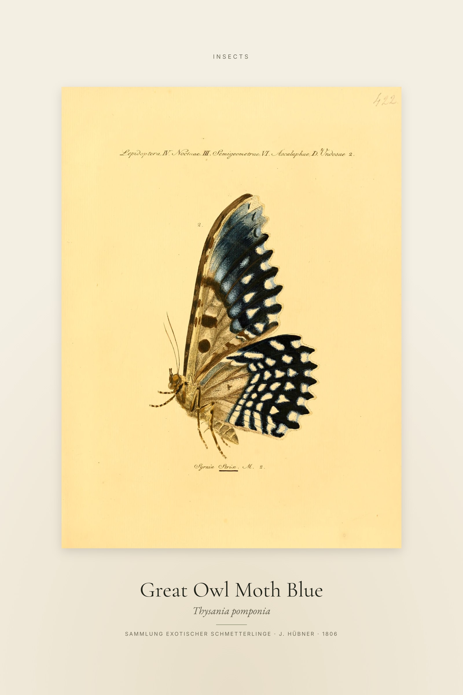 Great Owl Moth Blue — Specimen