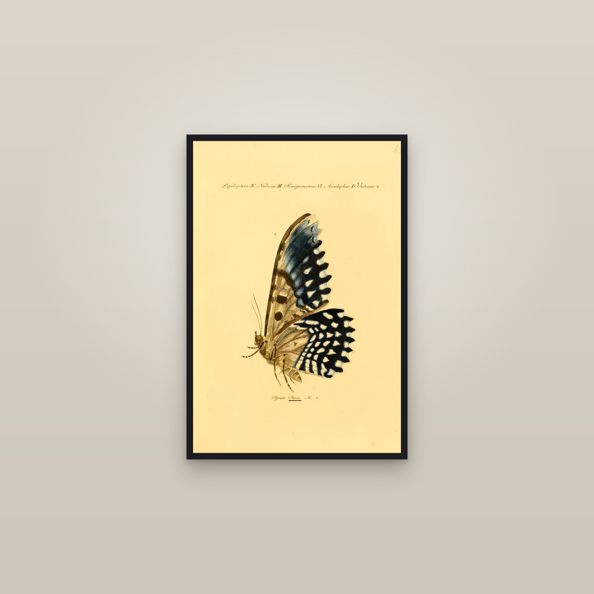 Great Owl Moth Blue — framed in a gallery setting