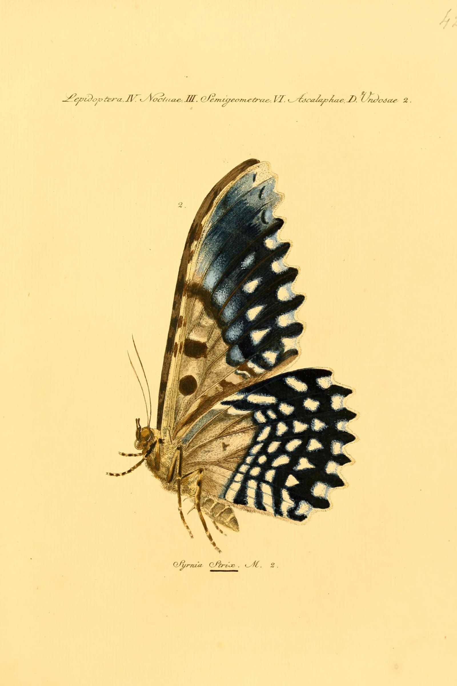 Great Owl Moth Blue