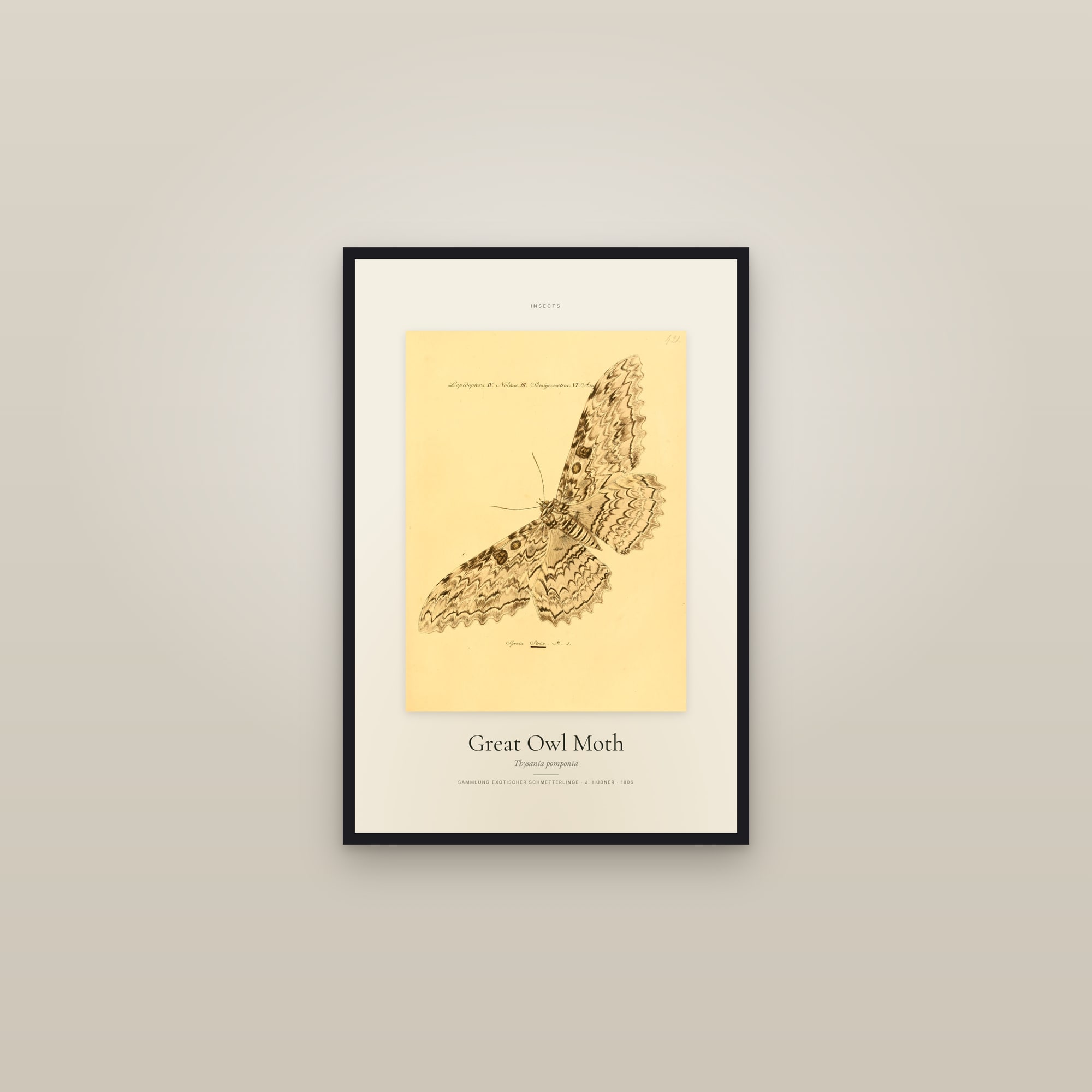 Great Owl Moth — Specimen — framed in a gallery setting
