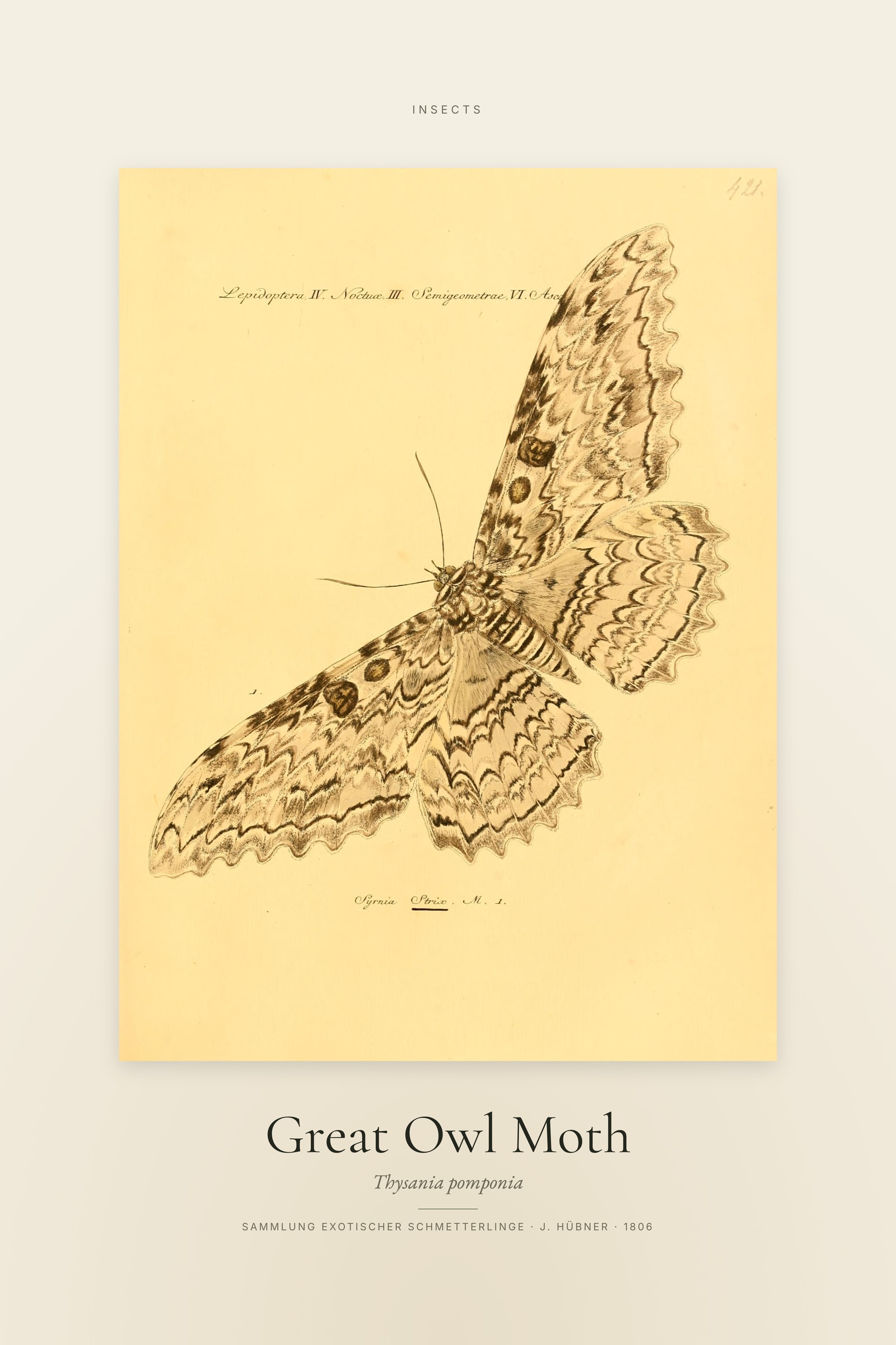 Great Owl Moth — Specimen