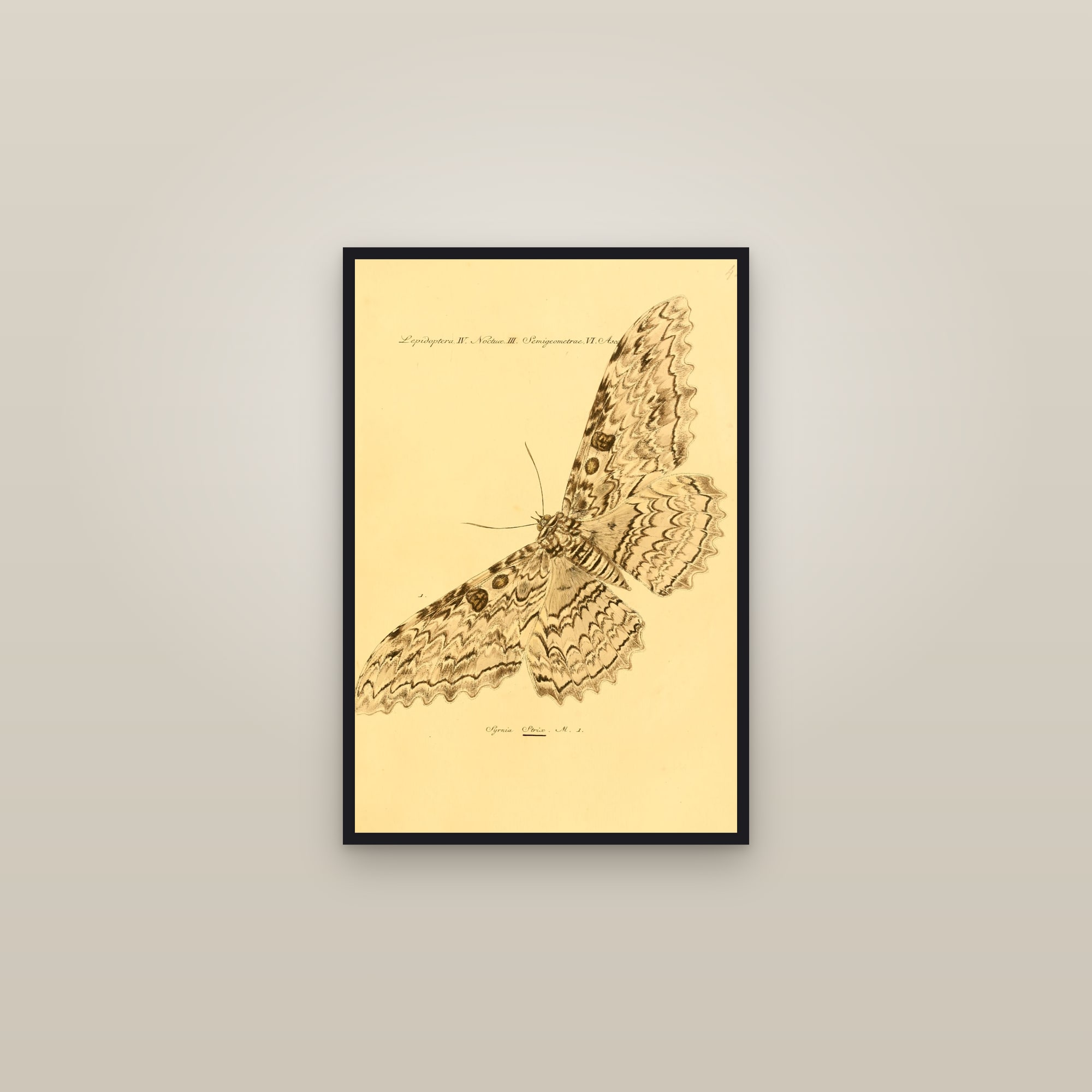 Great Owl Moth — framed in a gallery setting