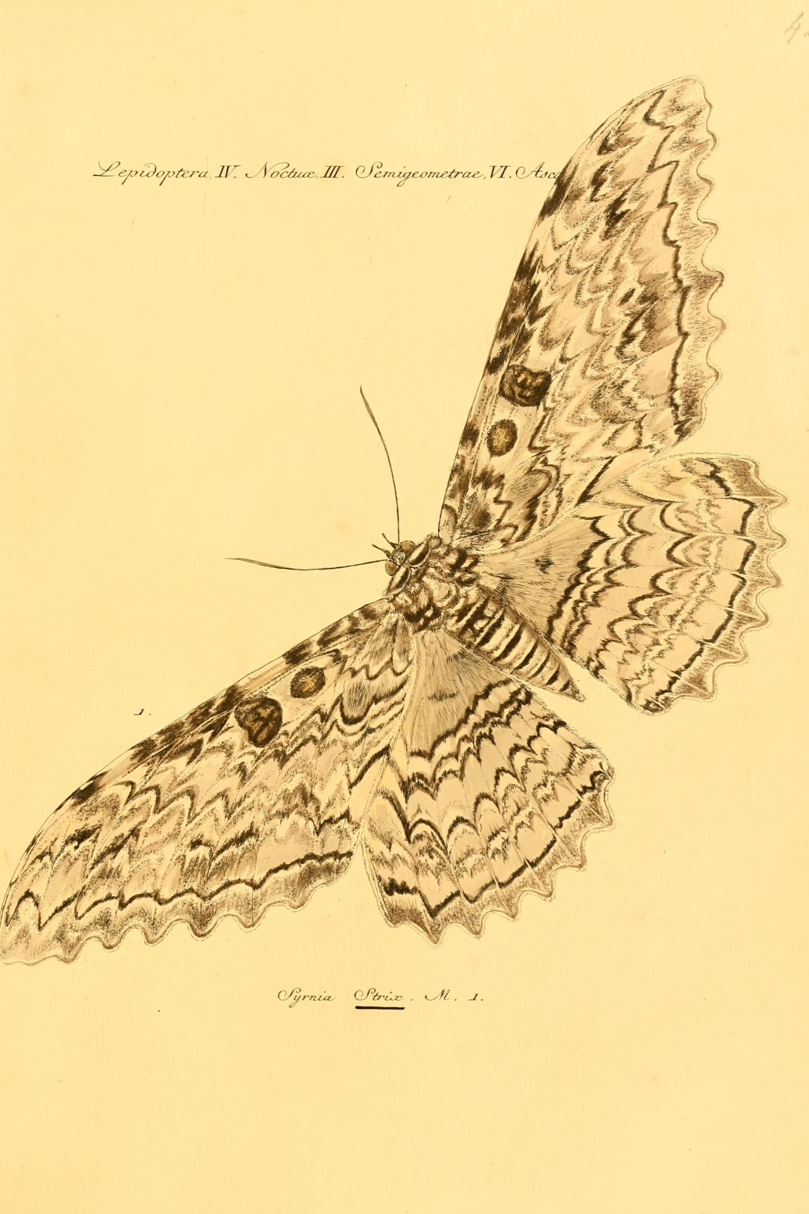 Great Owl Moth