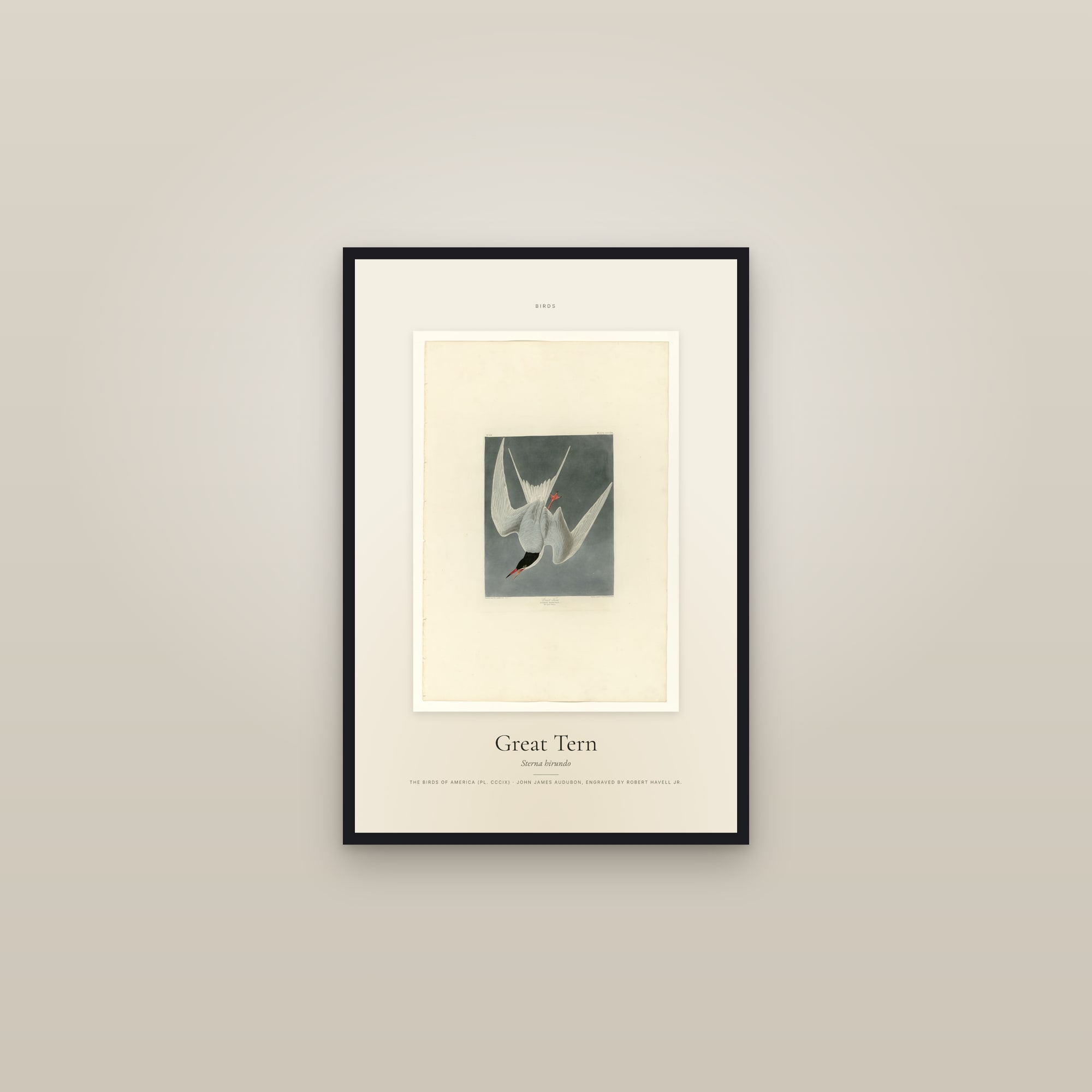 Great Tern — Specimen — framed in a gallery setting