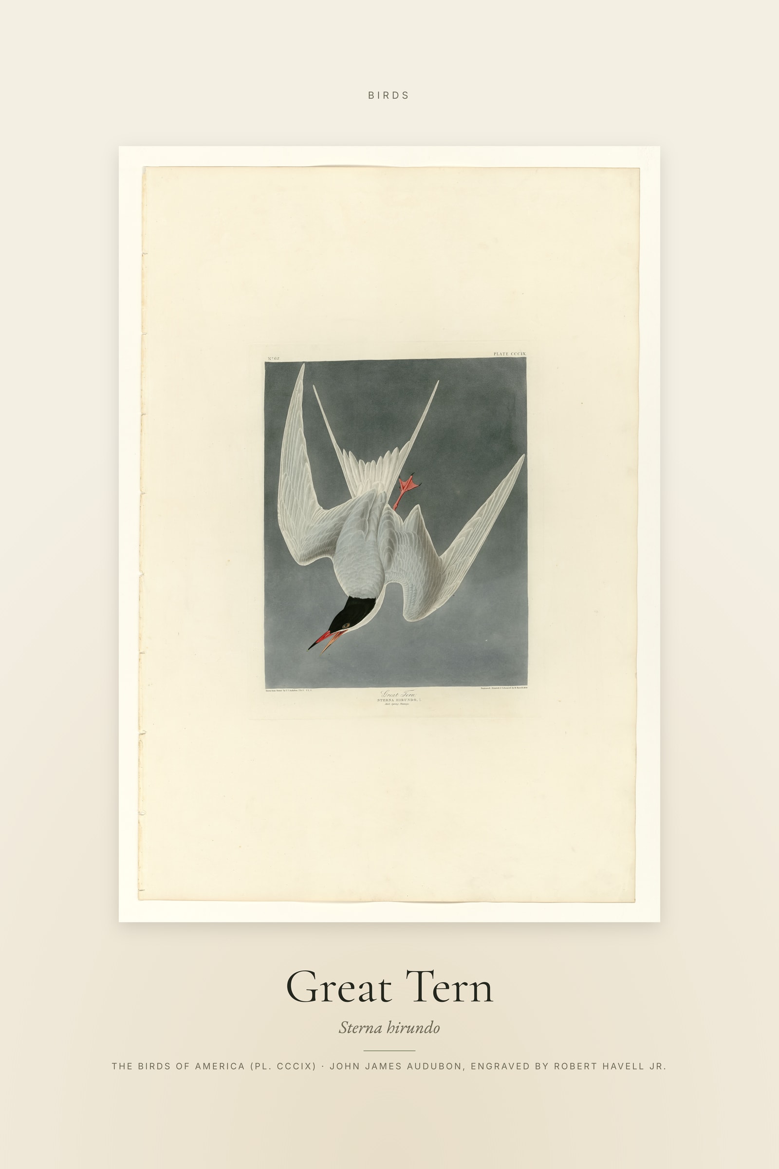 Great Tern — Specimen