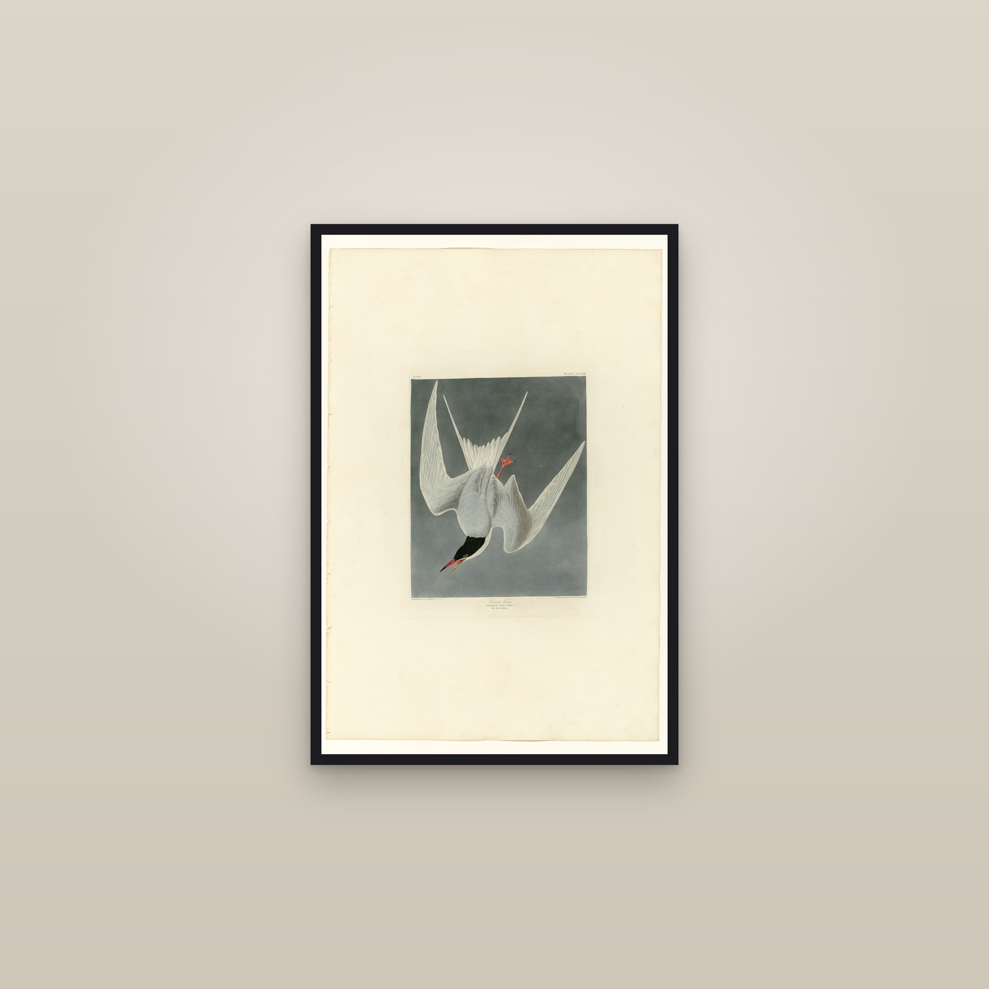 Great Tern — framed in a gallery setting