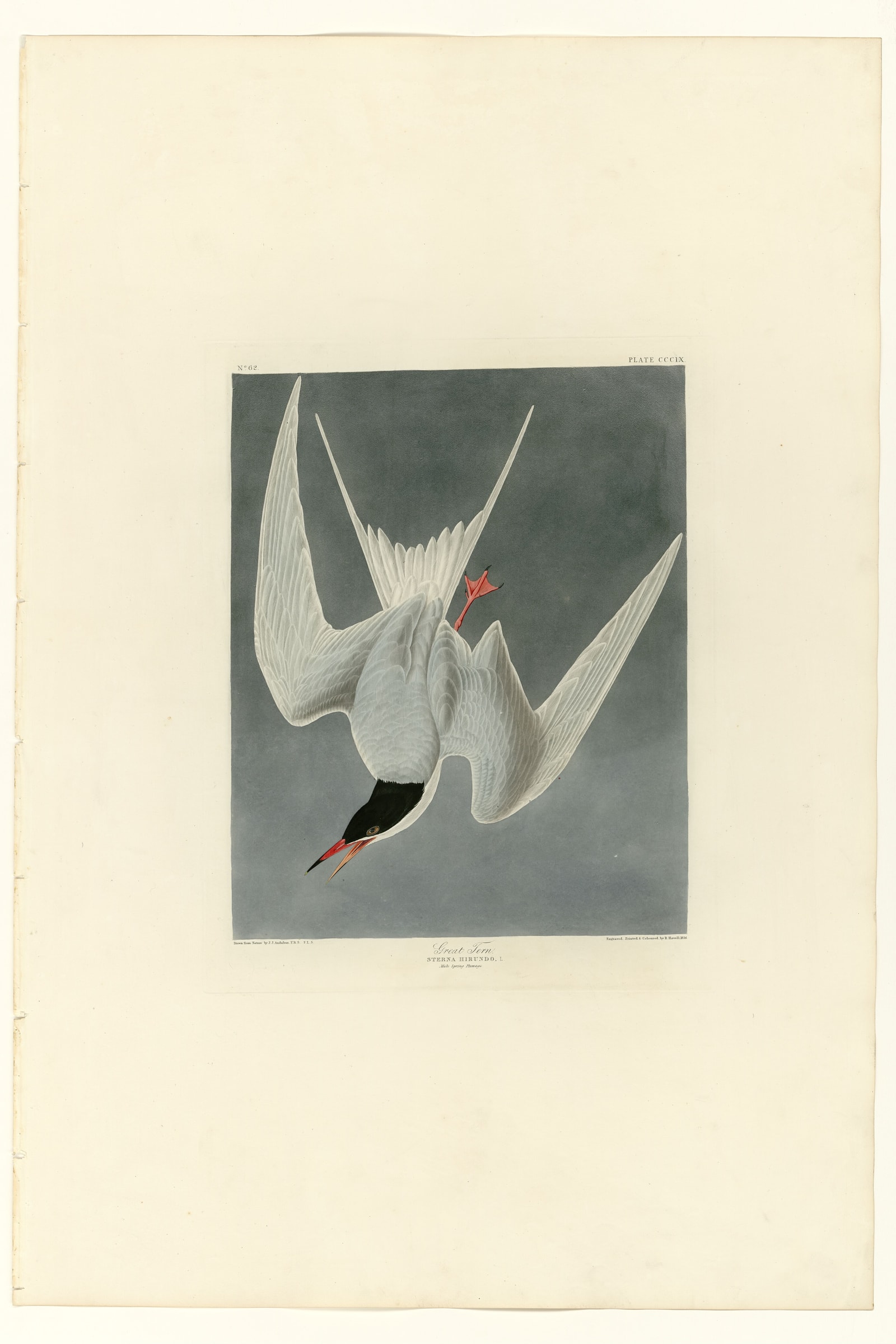 Great Tern