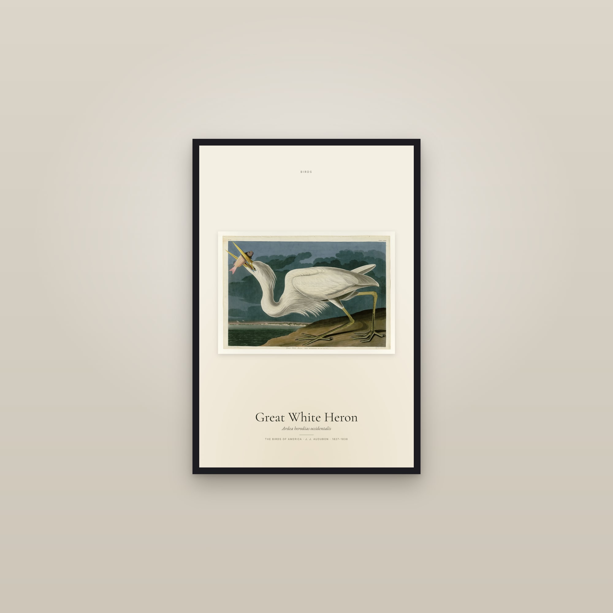 Great White Heron — framed in a gallery setting