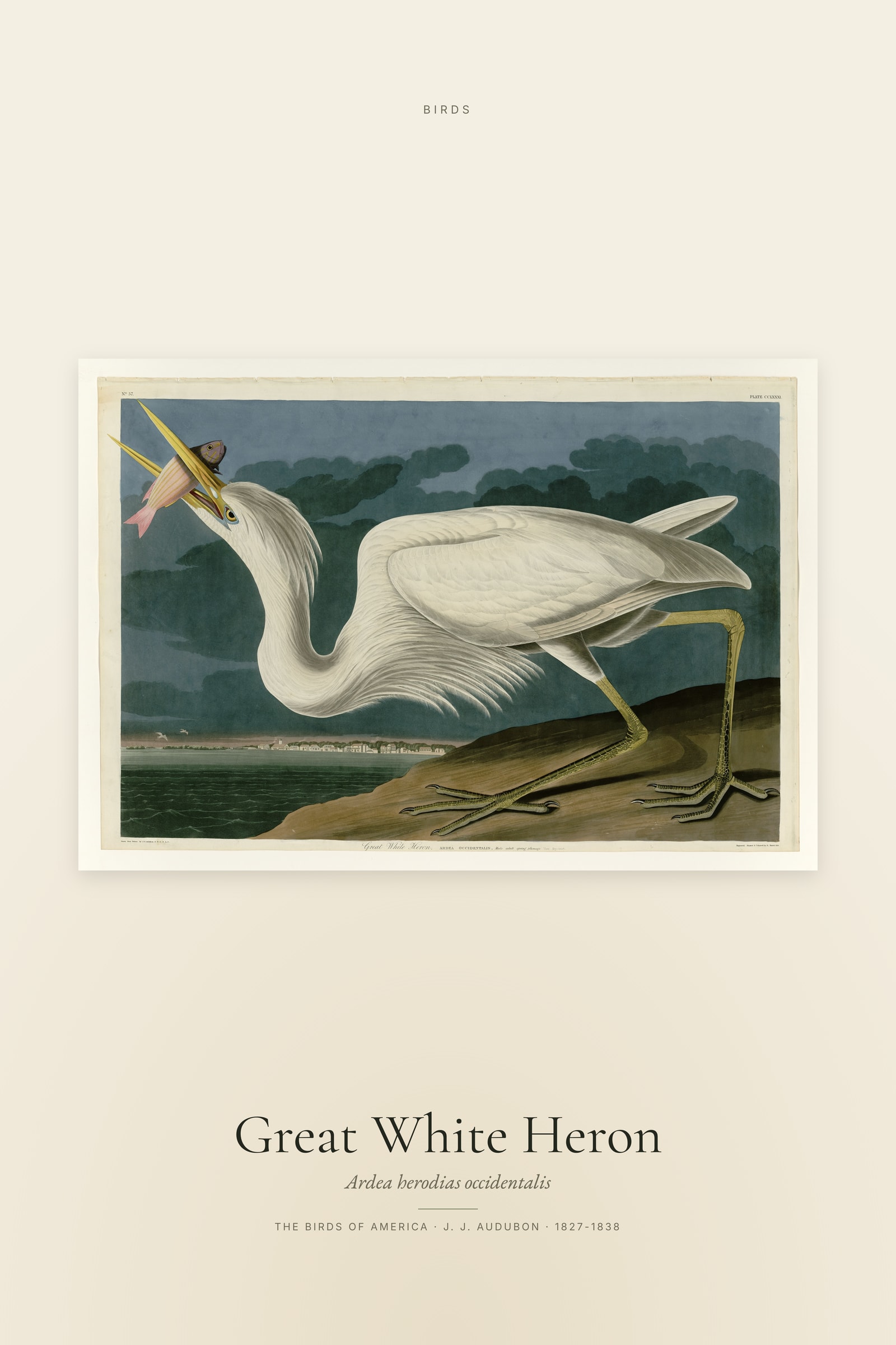 Great White Heron