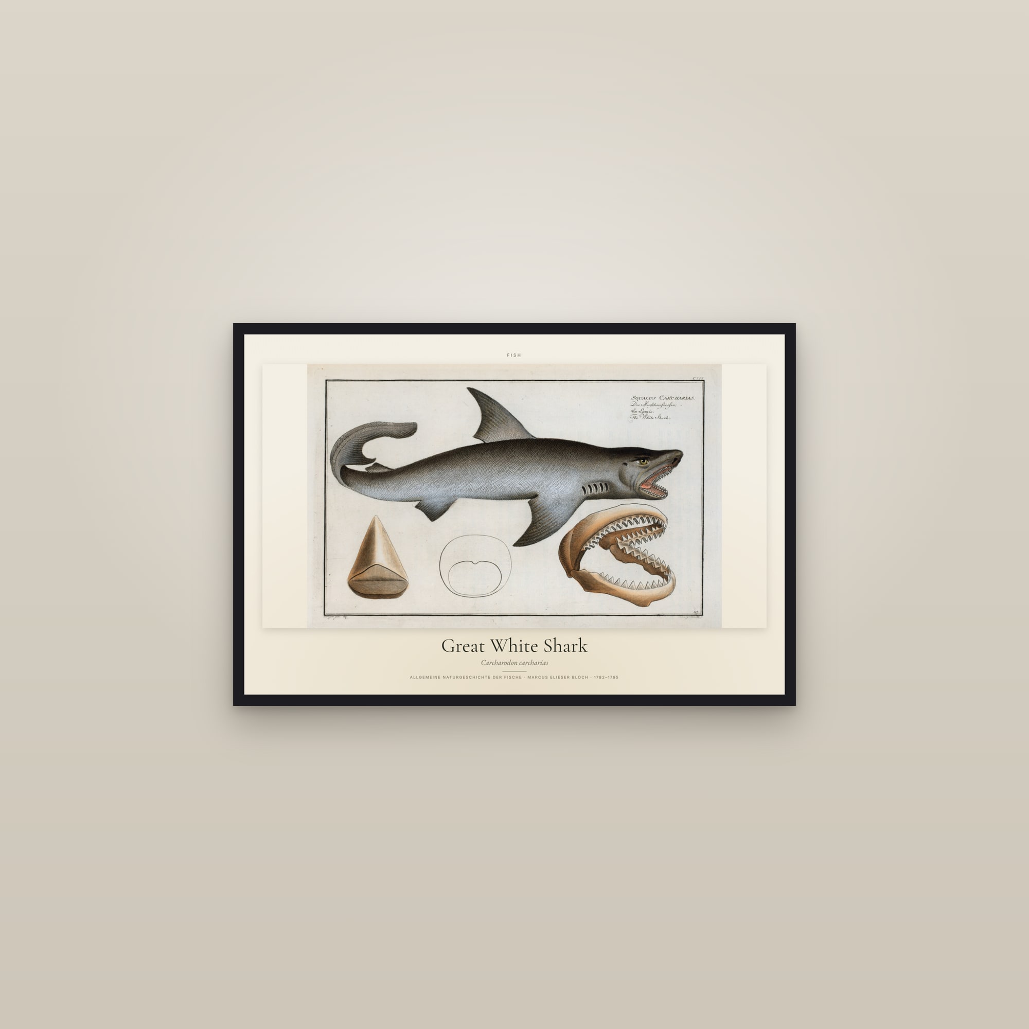 Great White Shark — framed in a gallery setting