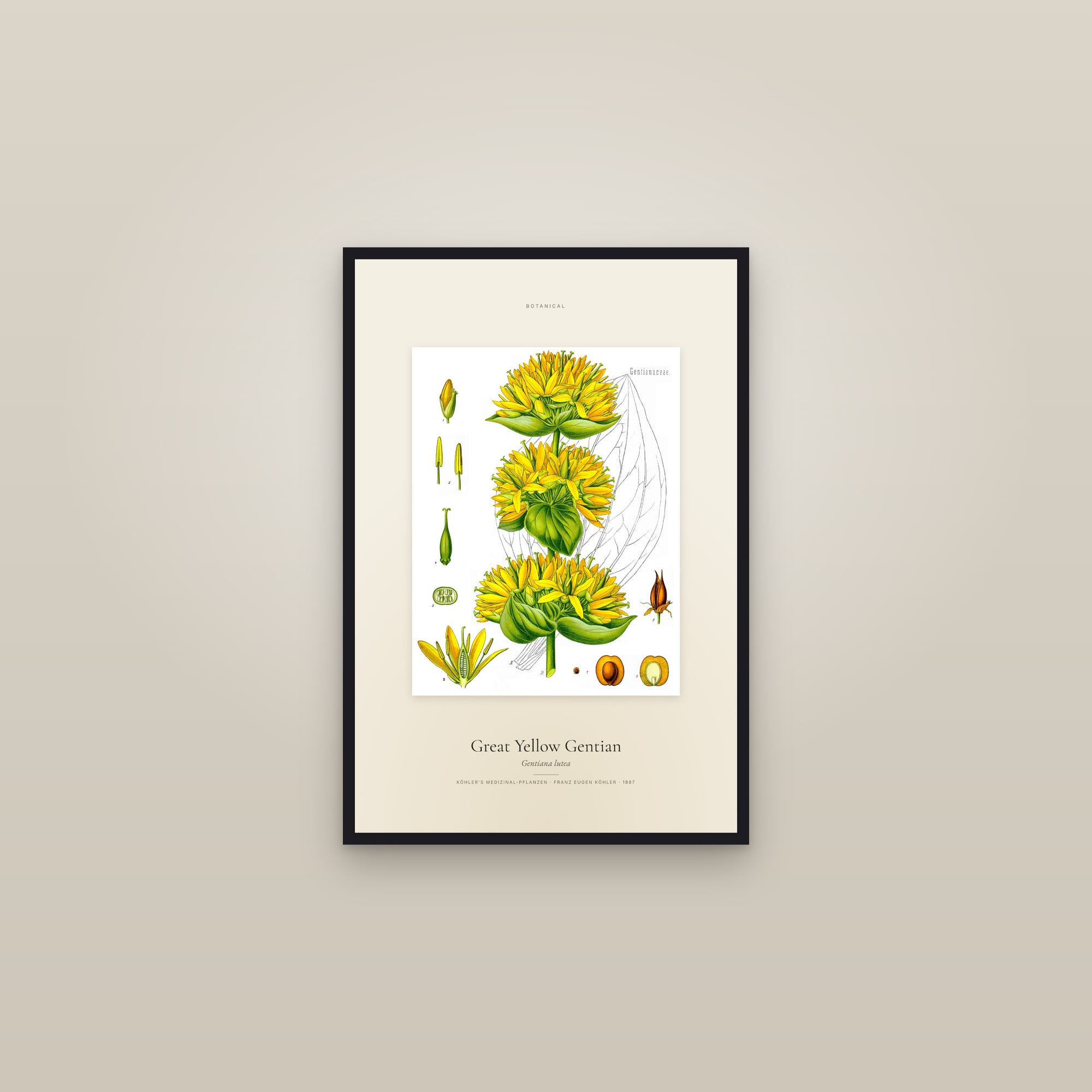 Great Yellow Gentian — Specimen